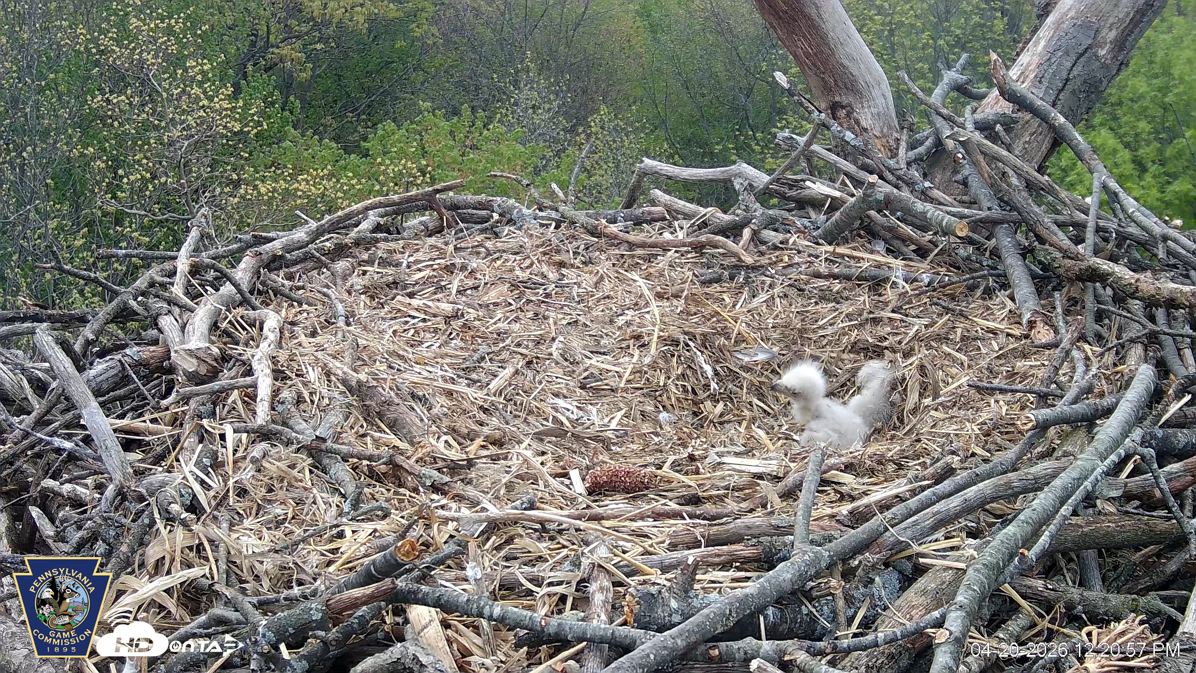 Snapshot of Hanover Eagles Live Cam taken Apr 20, 2026, 12:21pm EDT