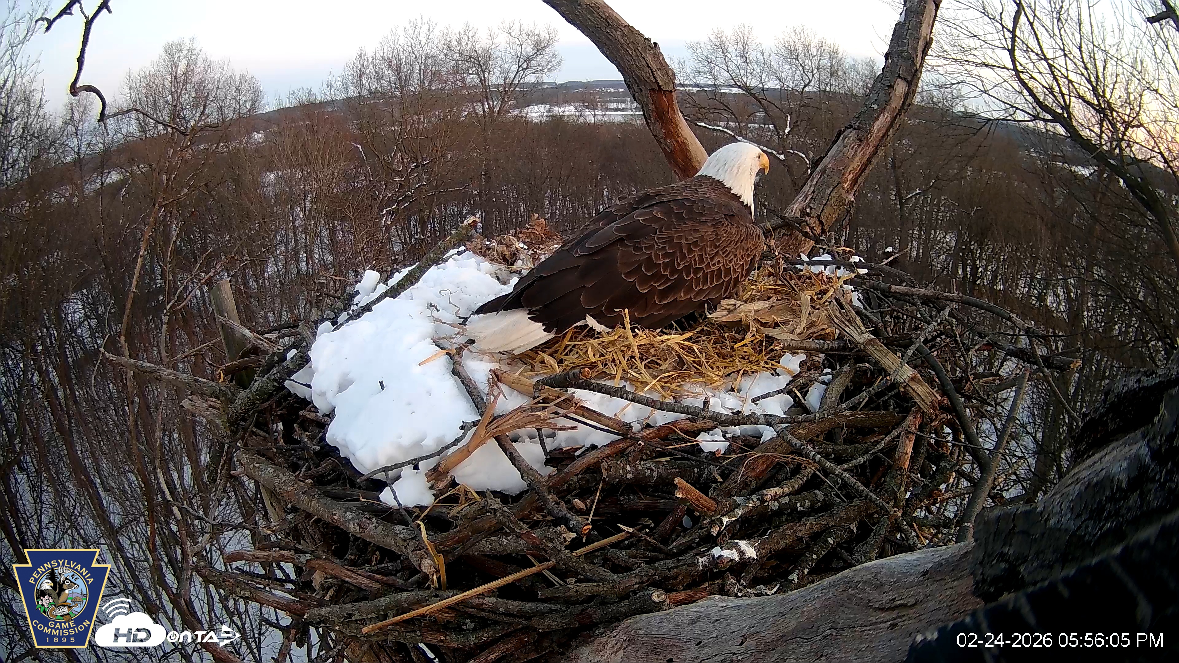 Snapshot of Hanover Eagles Live Cam taken Feb 24, 2026, 5:56pm EST