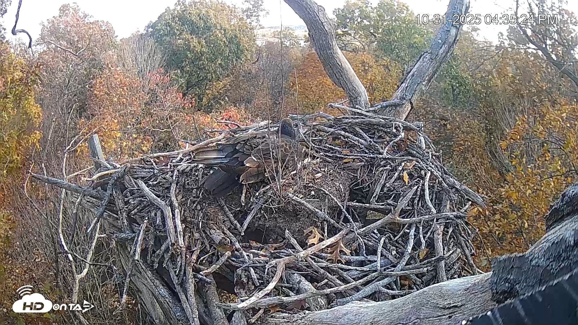 Snapshot of Hanover Eagles Live Cam taken Oct 31, 2025, 4:35pm EDT