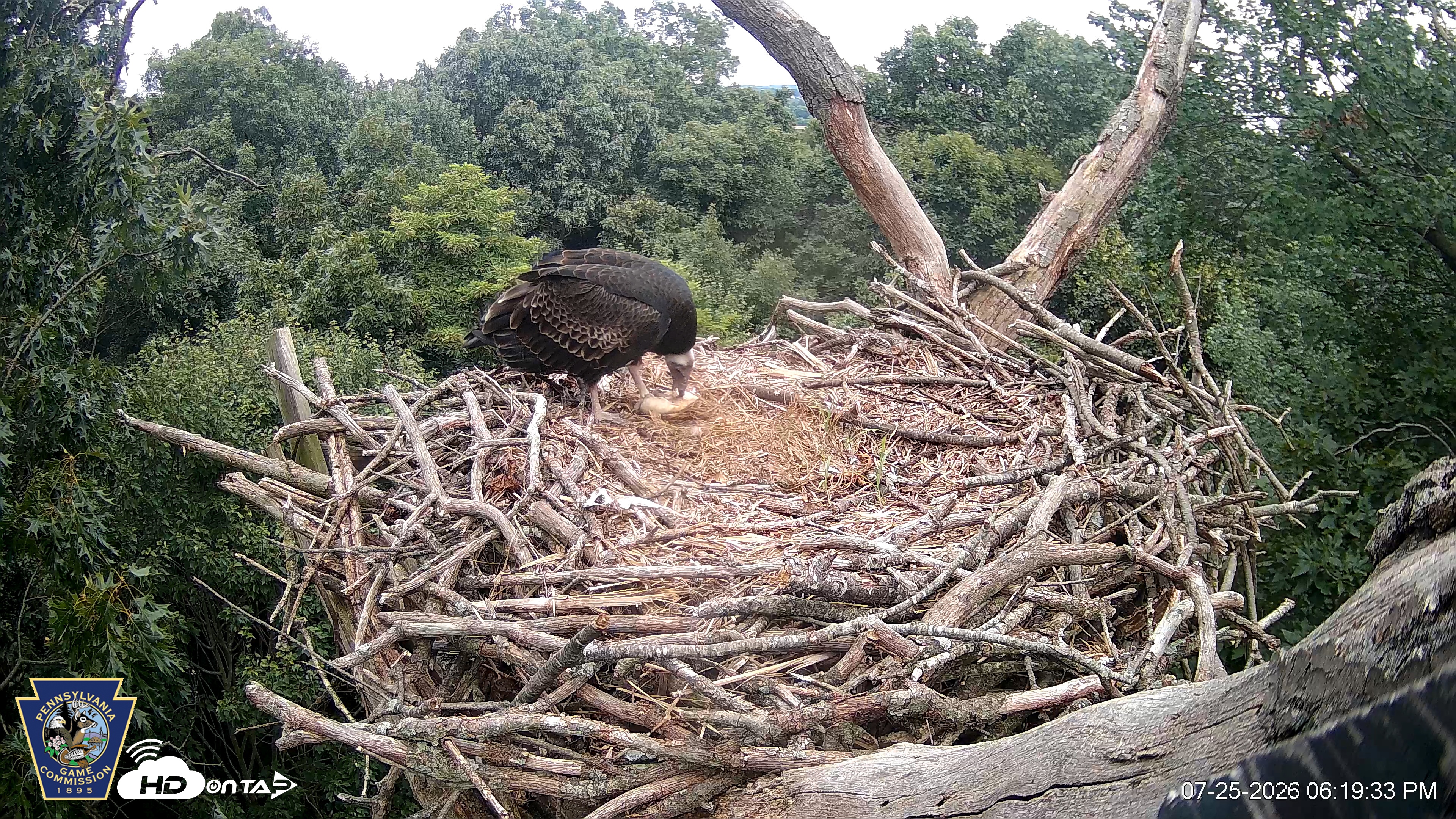 Snapshot of Hanover Eagles Live Cam taken Jul 25, 2026, 6:20pm EDT