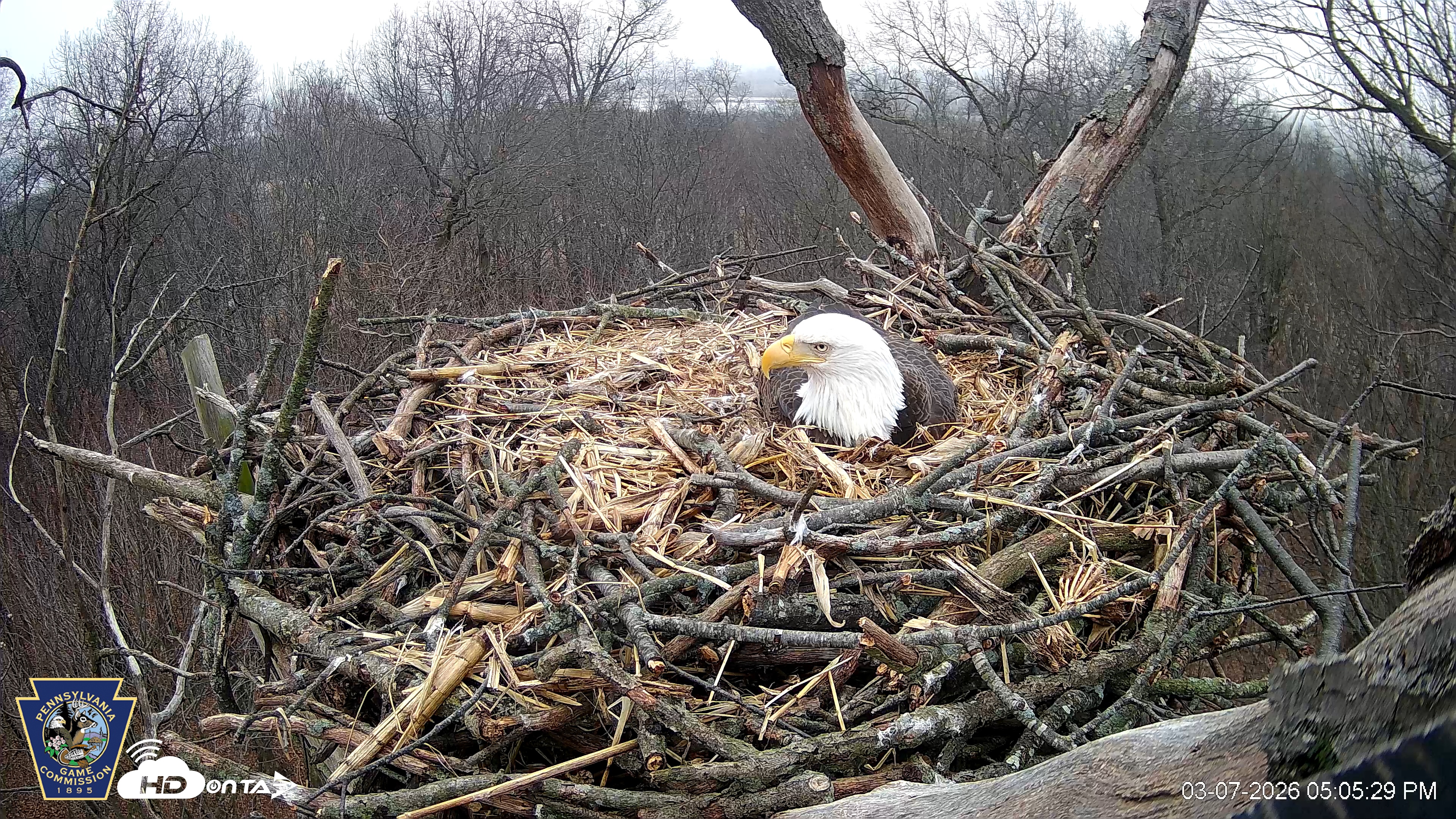 Snapshot of Hanover Eagles Live Cam taken Mar 7, 2026, 5:06pm EST