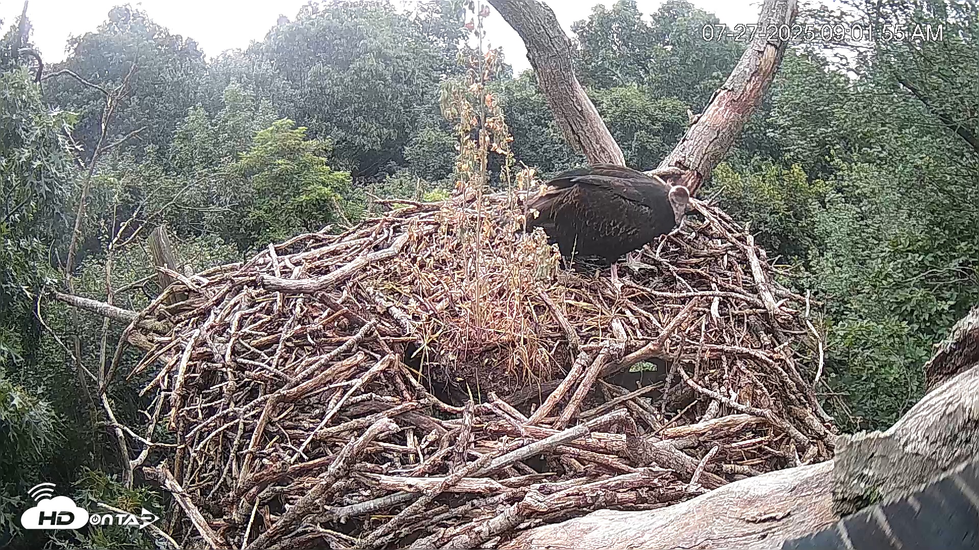 Snapshot of Hanover Eagles Live Cam taken Jul 27, 2025, 9:01am EDT