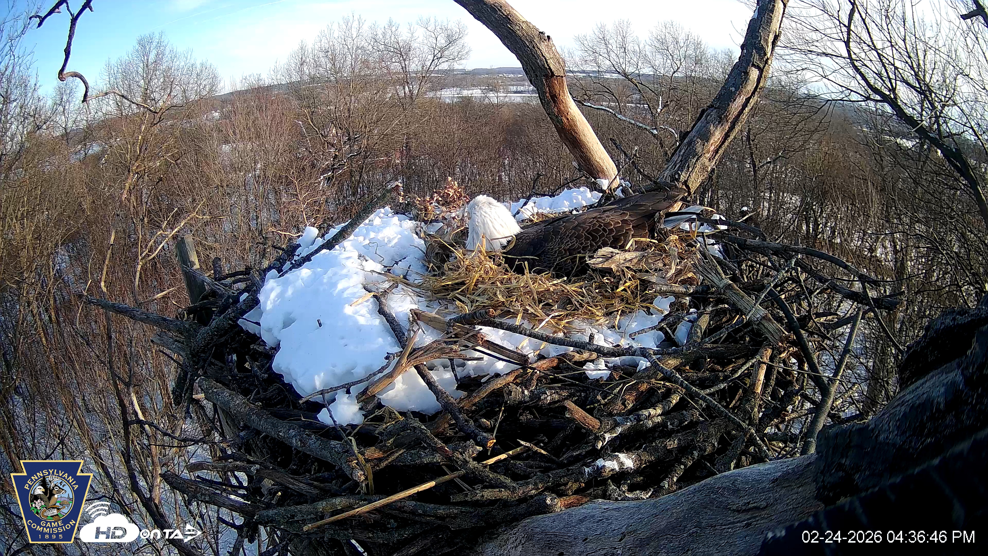 Snapshot of Hanover Eagles Live Cam taken Feb 24, 2026, 4:37pm EST