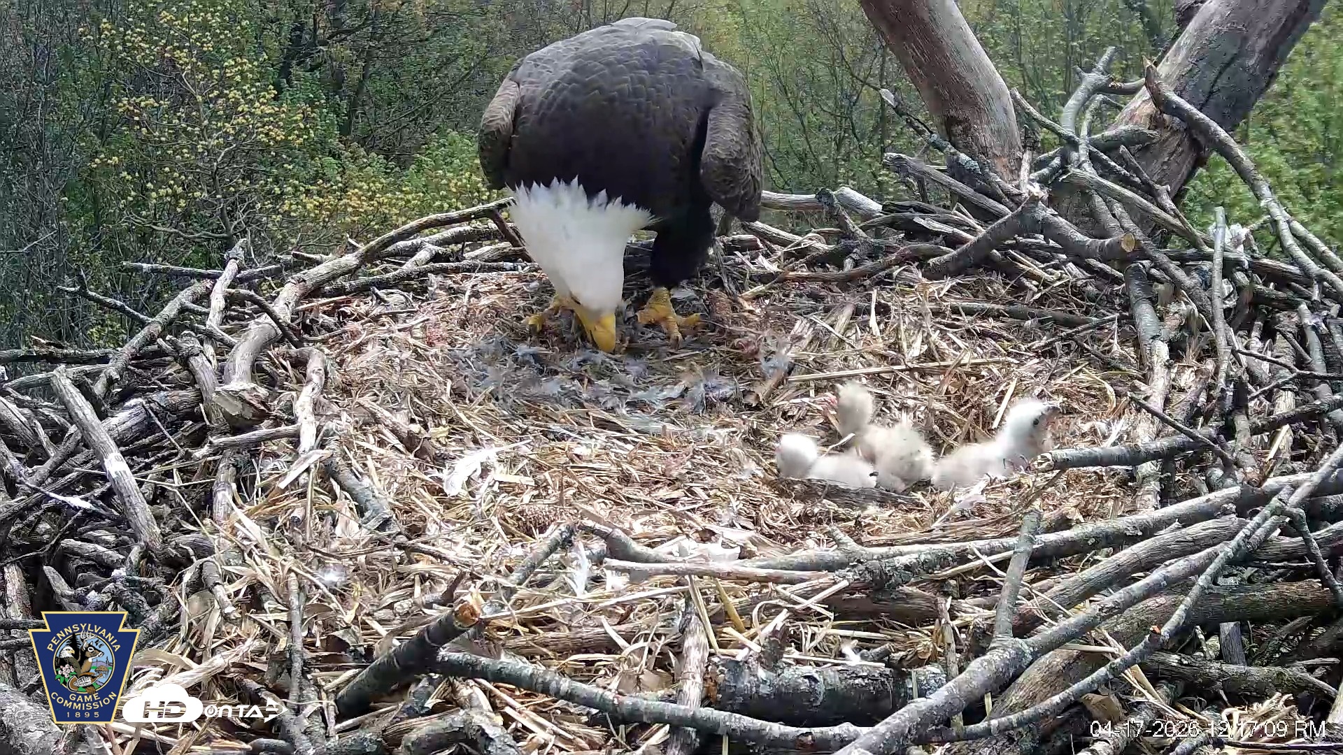 Snapshot of Hanover Eagles Live Cam taken Apr 17, 2026, 12:17pm EDT