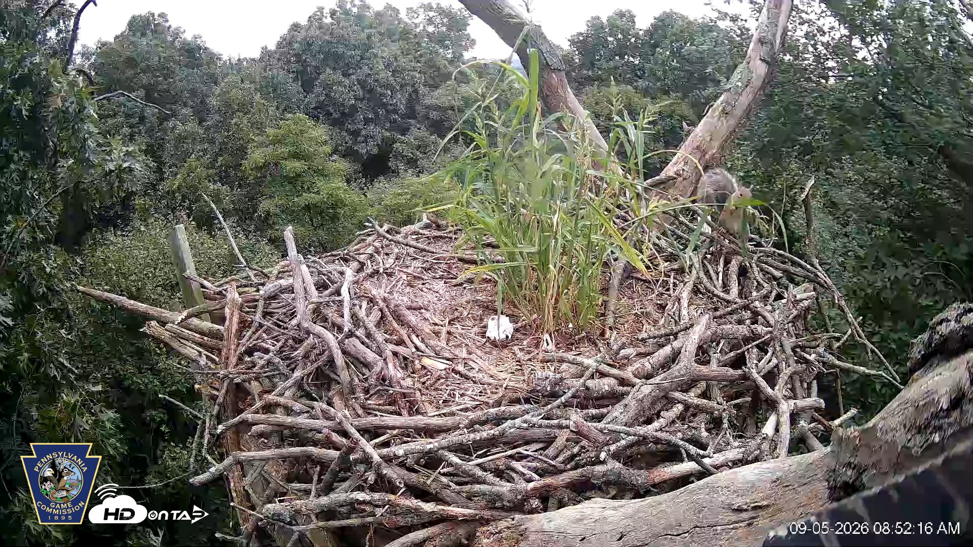 Snapshot of Hanover Eagles Live Cam taken Sep 5, 2026, 8:52am EDT