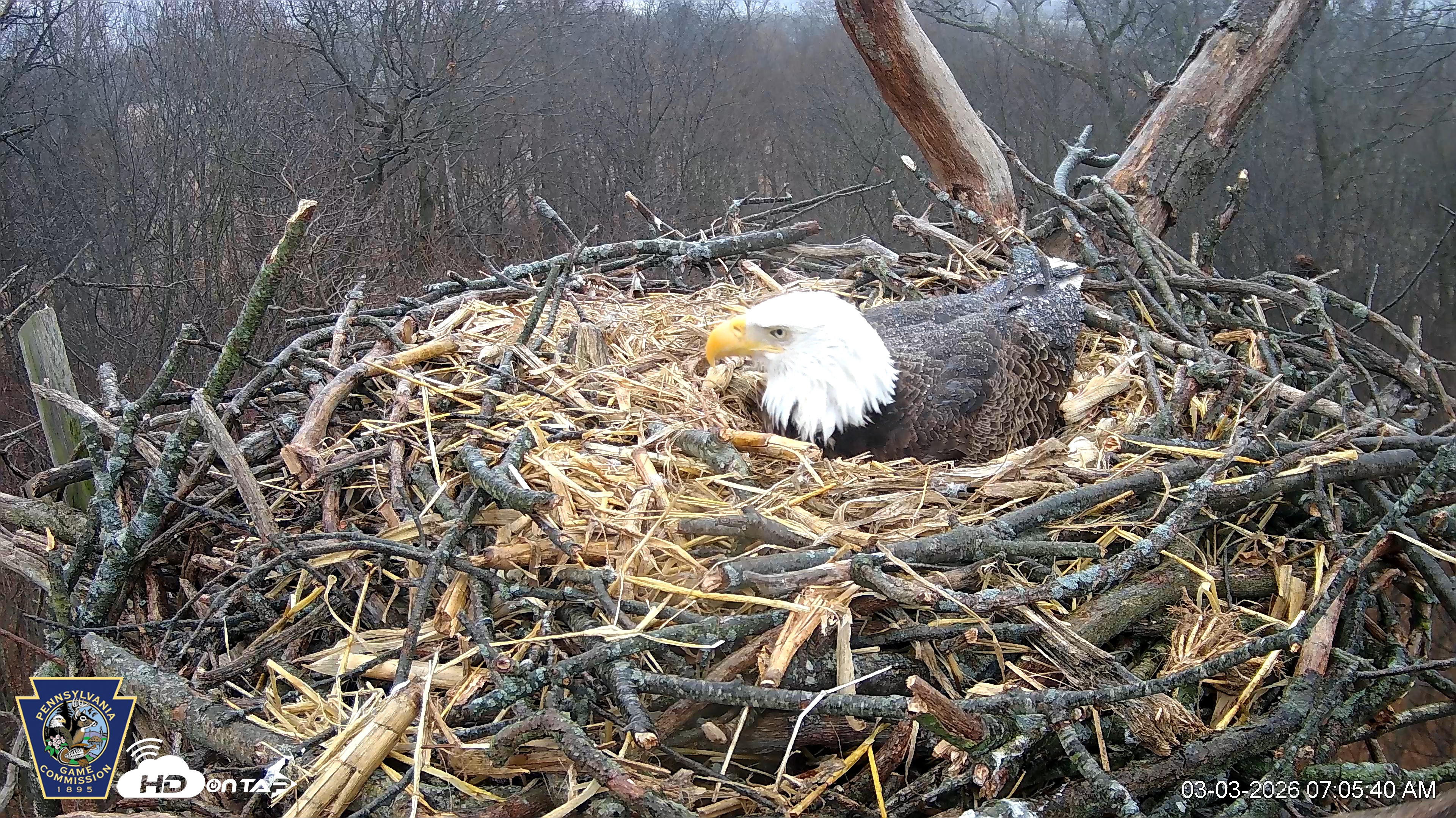 Snapshot of Hanover Eagles Live Cam taken Mar 3, 2026, 7:06am EST