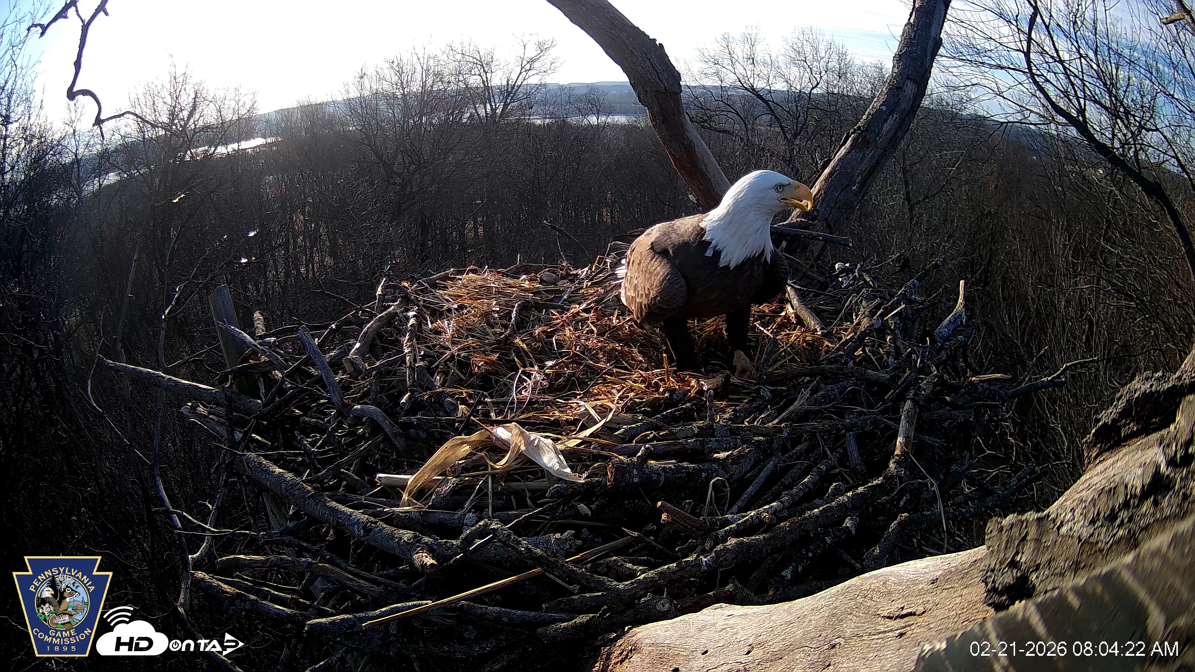 Snapshot of Hanover Eagles Live Cam taken Feb 21, 2026, 8:04am EST