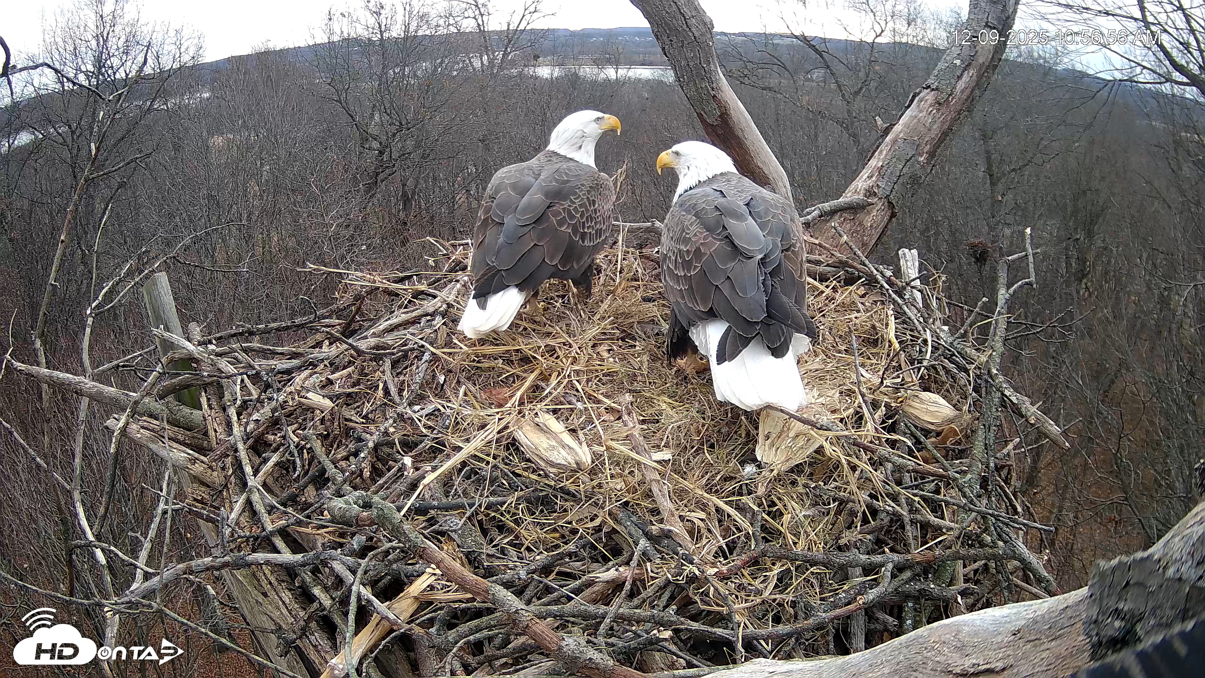 Snapshot of Hanover Eagles Live Cam taken Dec 9, 2025, 10:57am EST