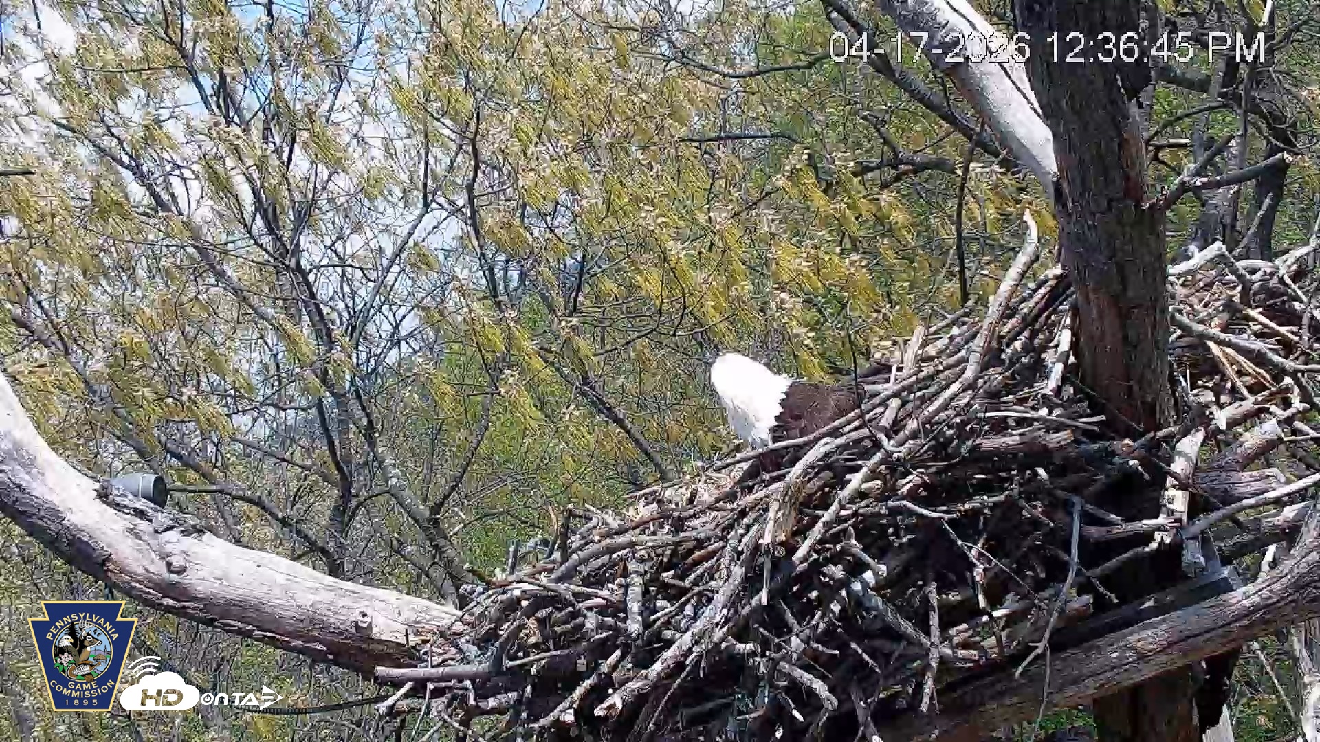 Snapshot of Hanover Eagles Live Cam taken Apr 17, 2026, 12:37pm EDT