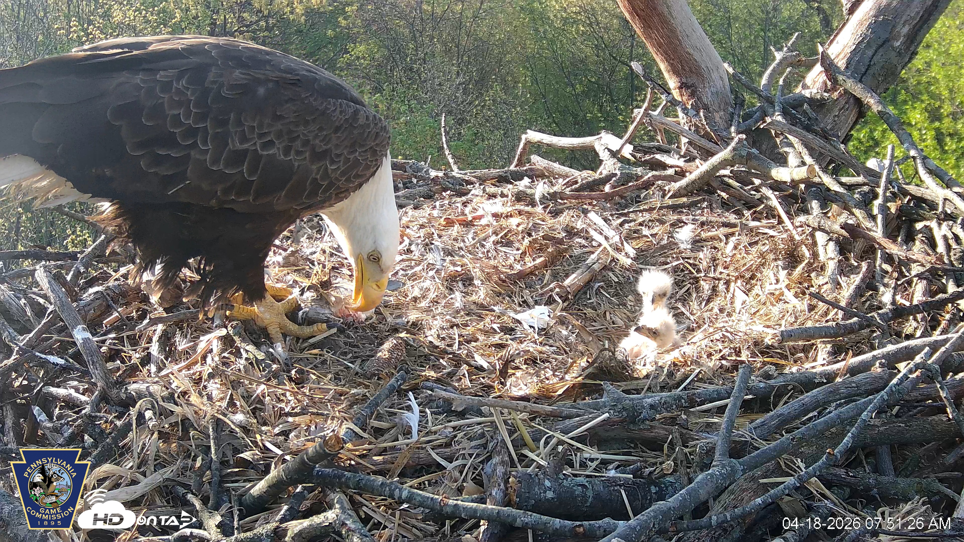 Snapshot of Hanover Eagles Live Cam taken Apr 18, 2026, 7:51am EDT