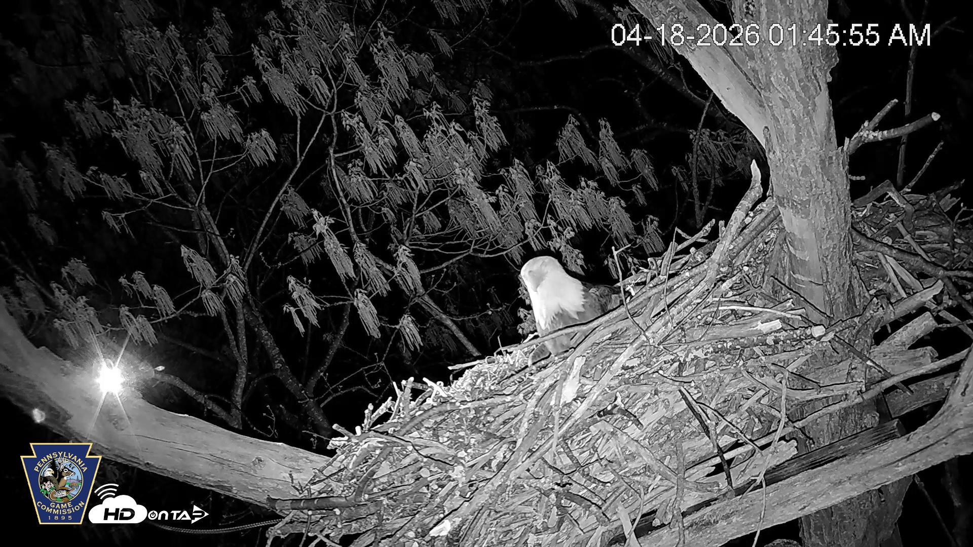 Snapshot of Hanover Eagles Live Cam taken Apr 18, 2026, 1:46am EDT