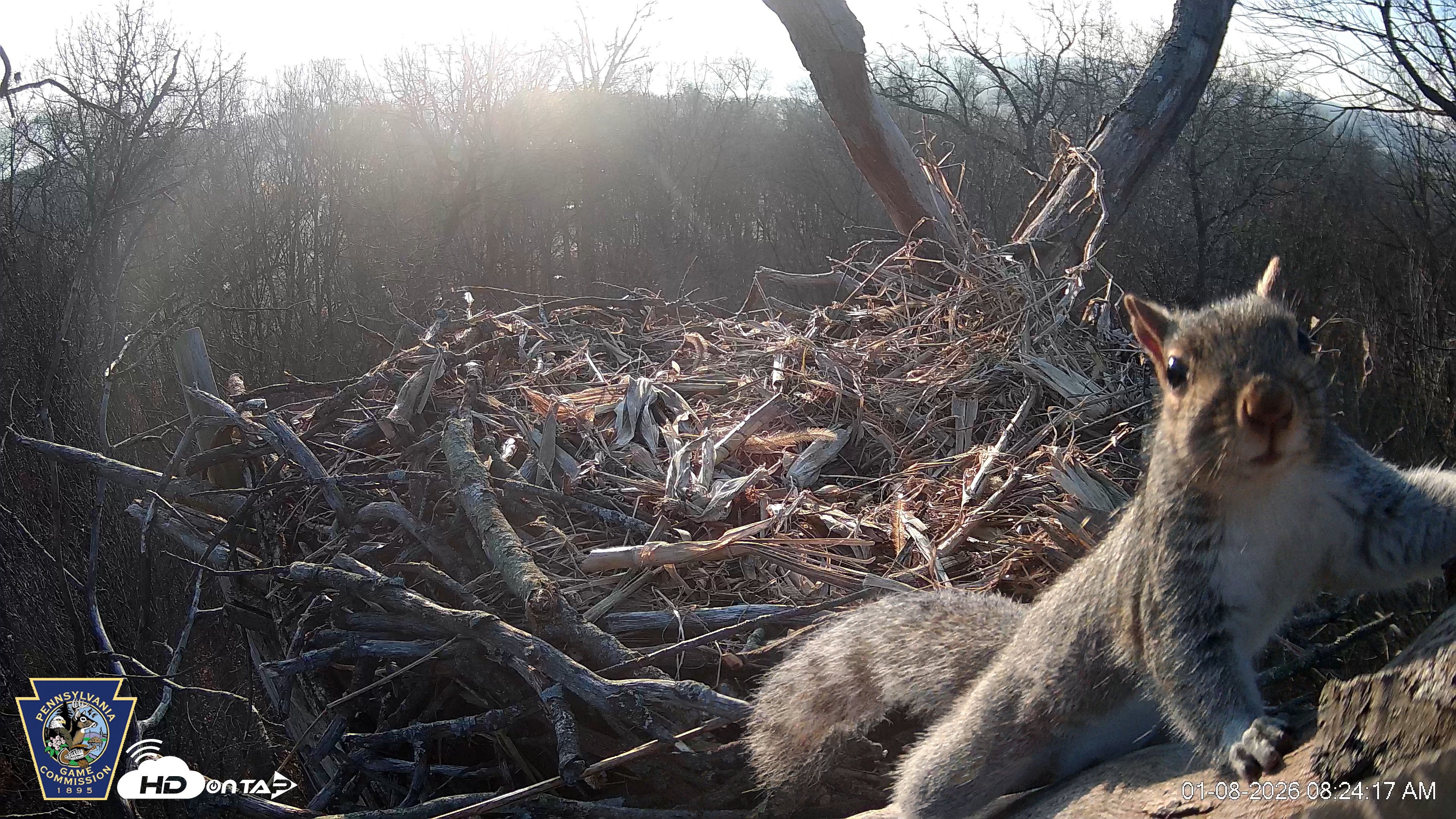 Snapshot of Hanover Eagles Live Cam taken Jan 8, 2026, 8:25am EST