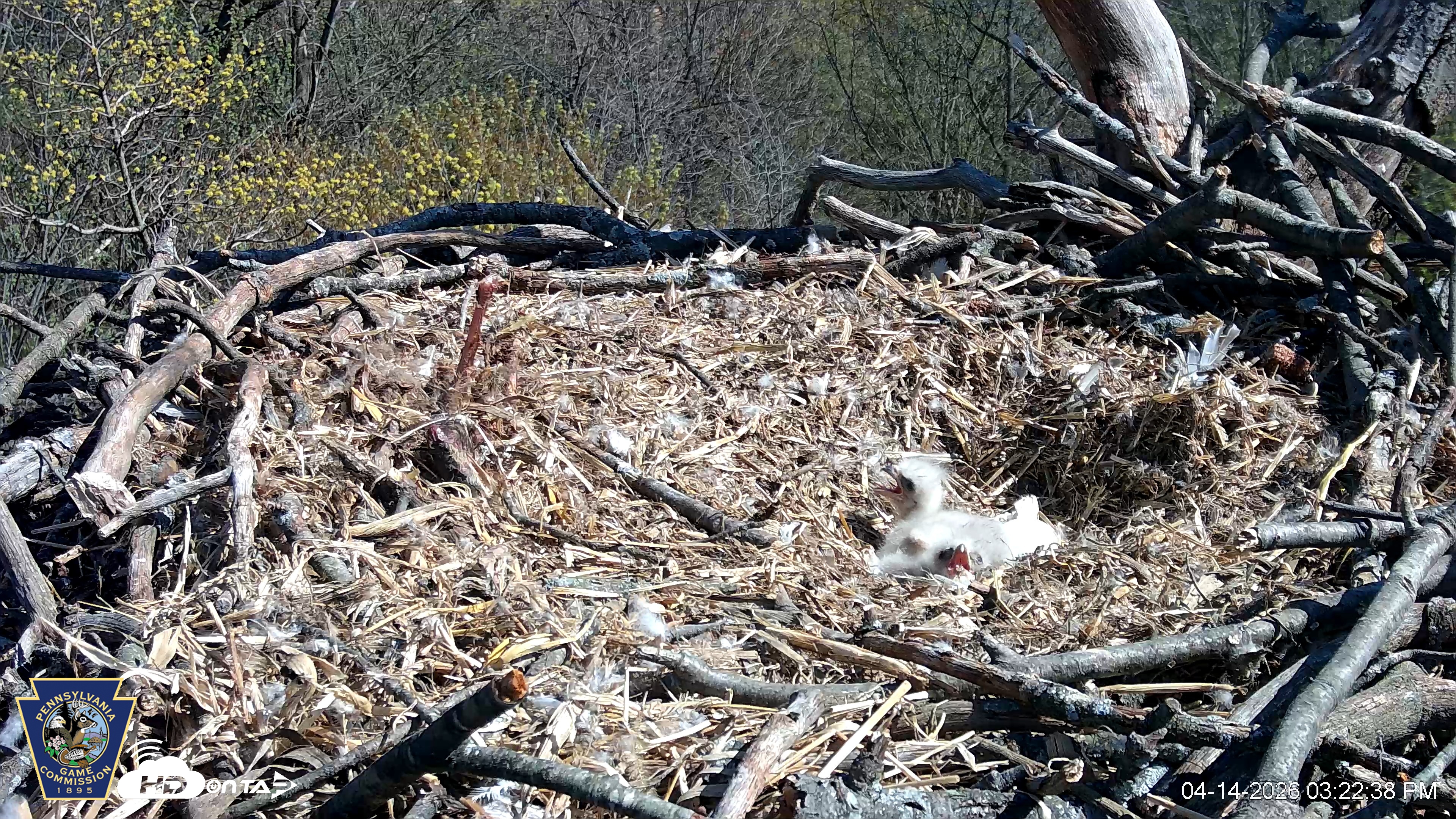 Snapshot of Hanover Eagles Live Cam taken Apr 14, 2026, 3:23pm EDT