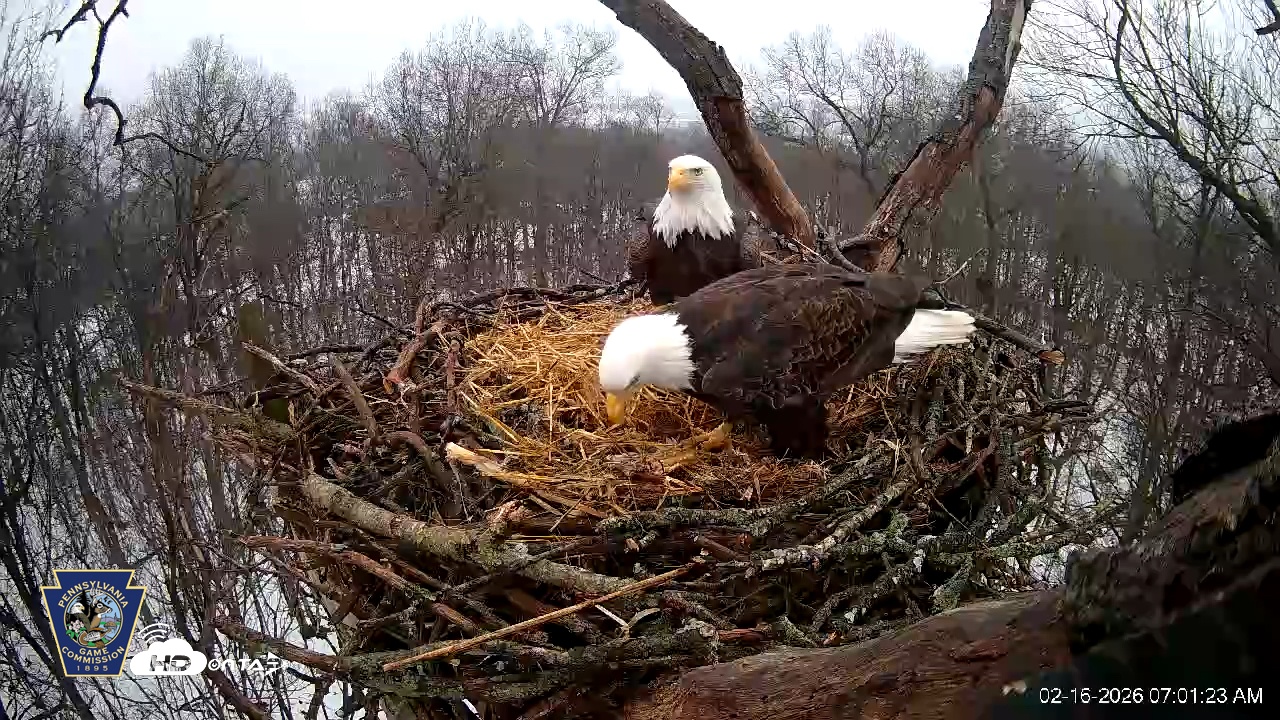 Snapshot of Hanover Eagles Live Cam taken Feb 16, 2026, 7:01am EST
