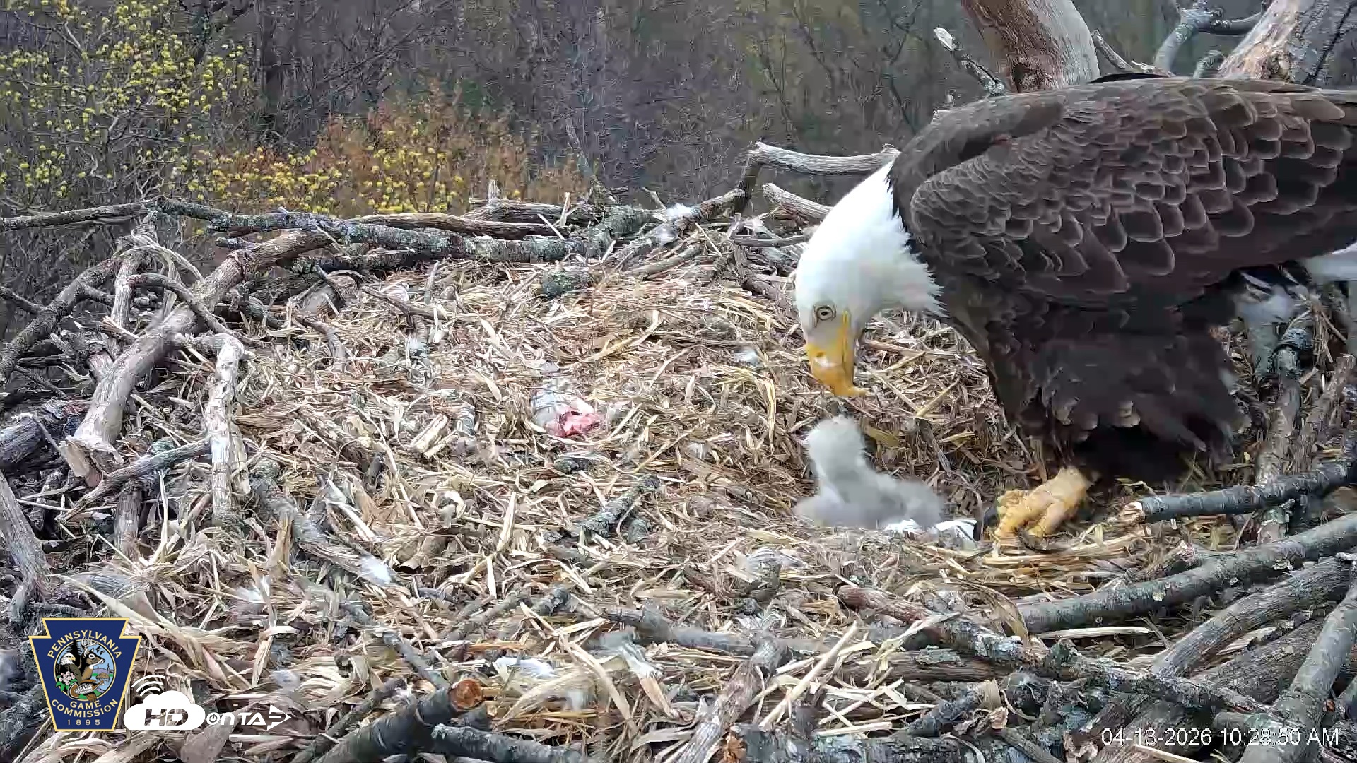 Snapshot of Hanover Eagles Live Cam taken Apr 13, 2026, 10:29am EDT