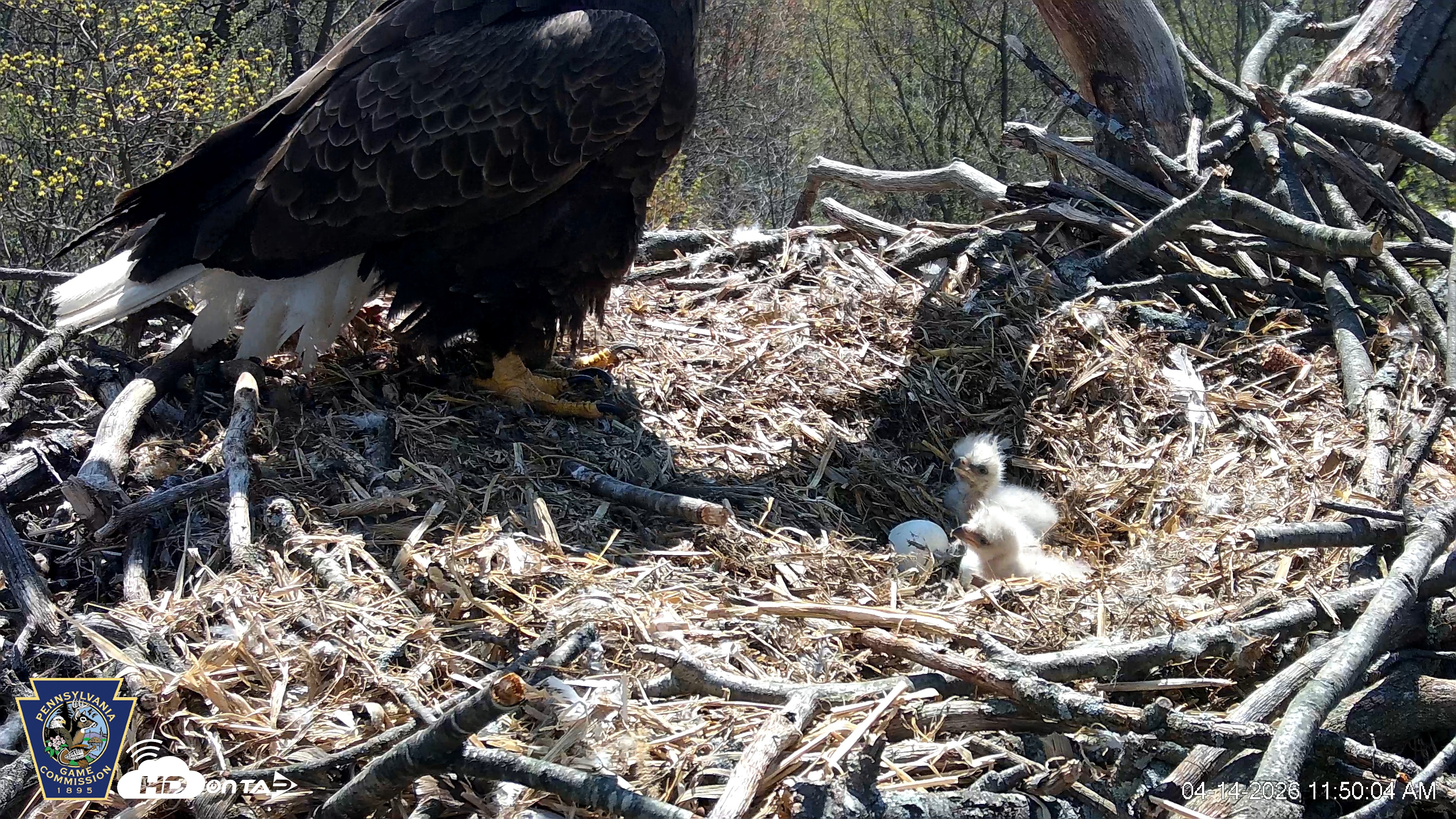 Snapshot of Hanover Eagles Live Cam taken Apr 14, 2026, 11:51am EDT