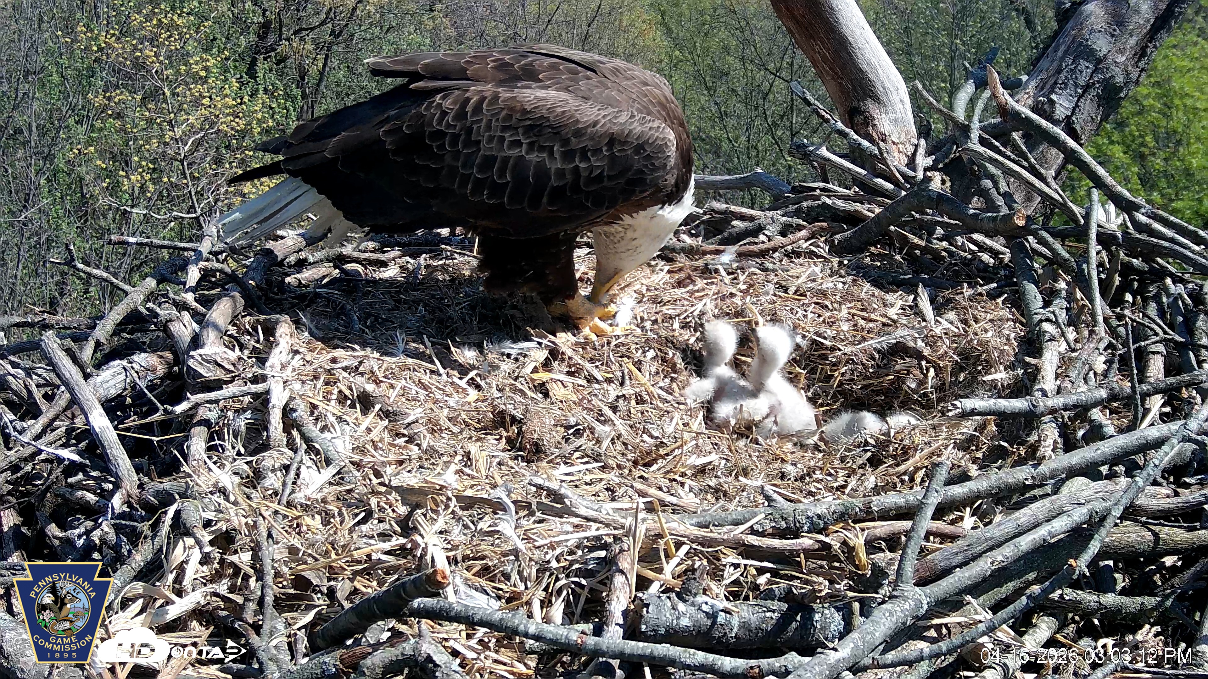 Snapshot of Hanover Eagles Live Cam taken Apr 16, 2026, 3:04pm EDT