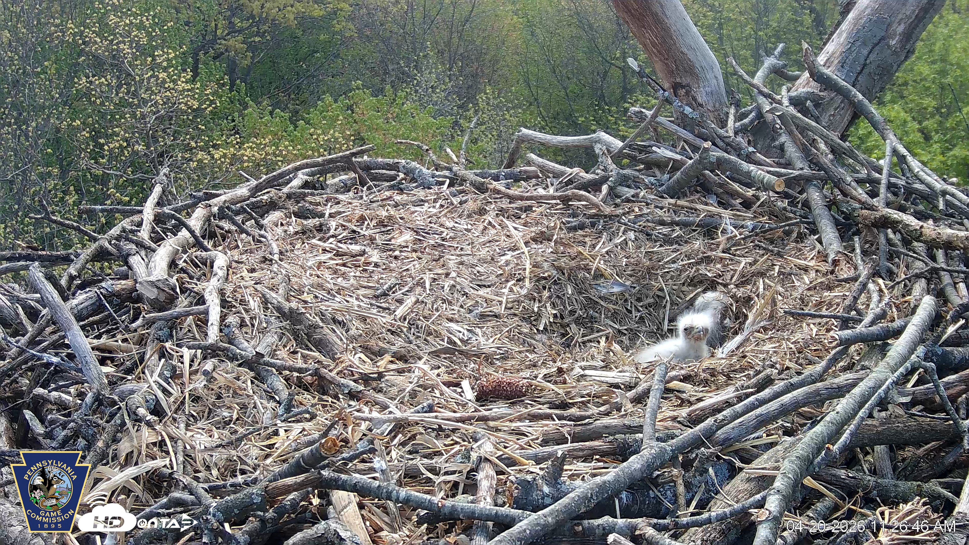 Snapshot of Hanover Eagles Live Cam taken Apr 20, 2026, 11:27am EDT
