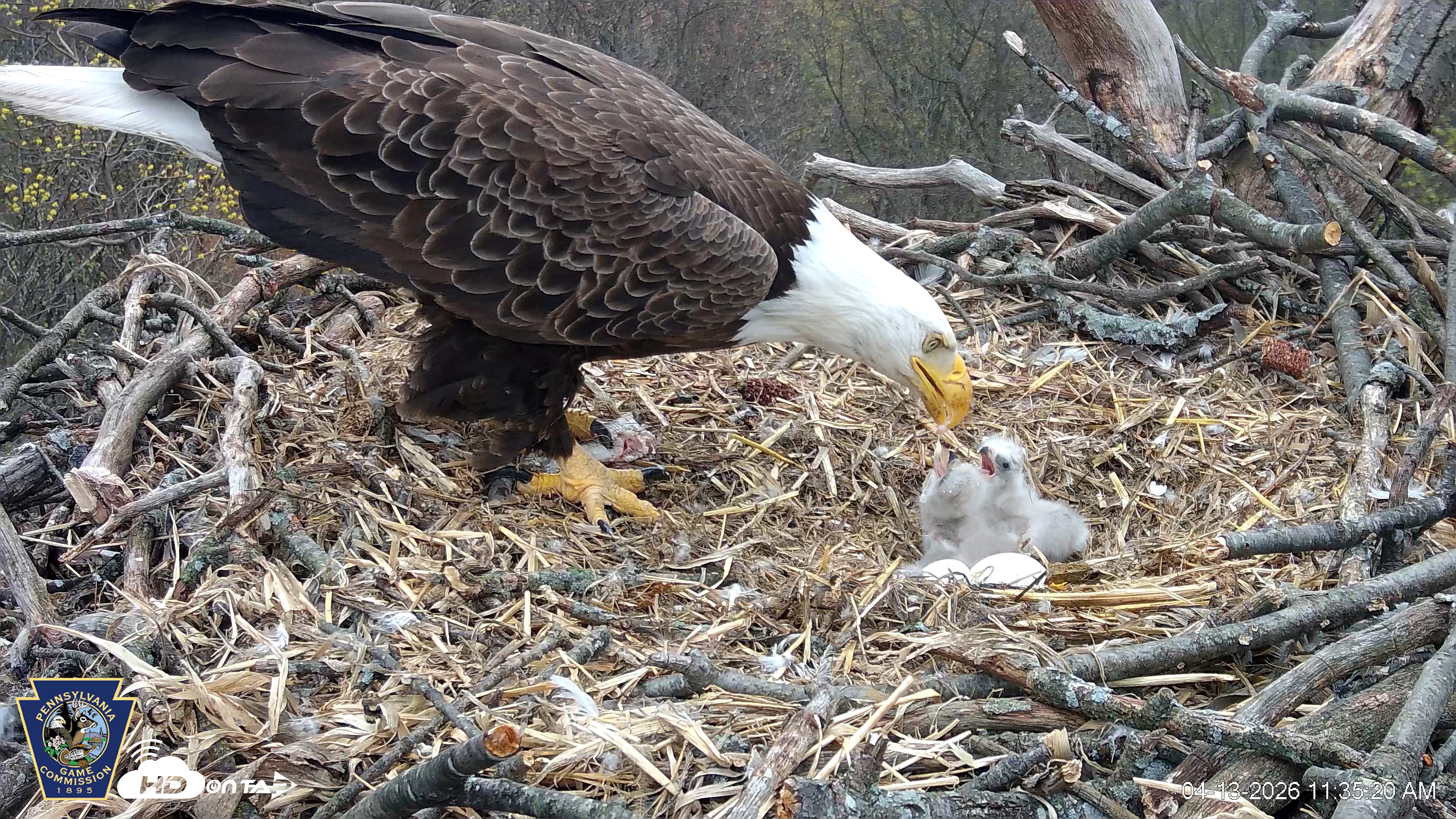 Snapshot of Hanover Eagles Live Cam taken Apr 13, 2026, 11:35am EDT