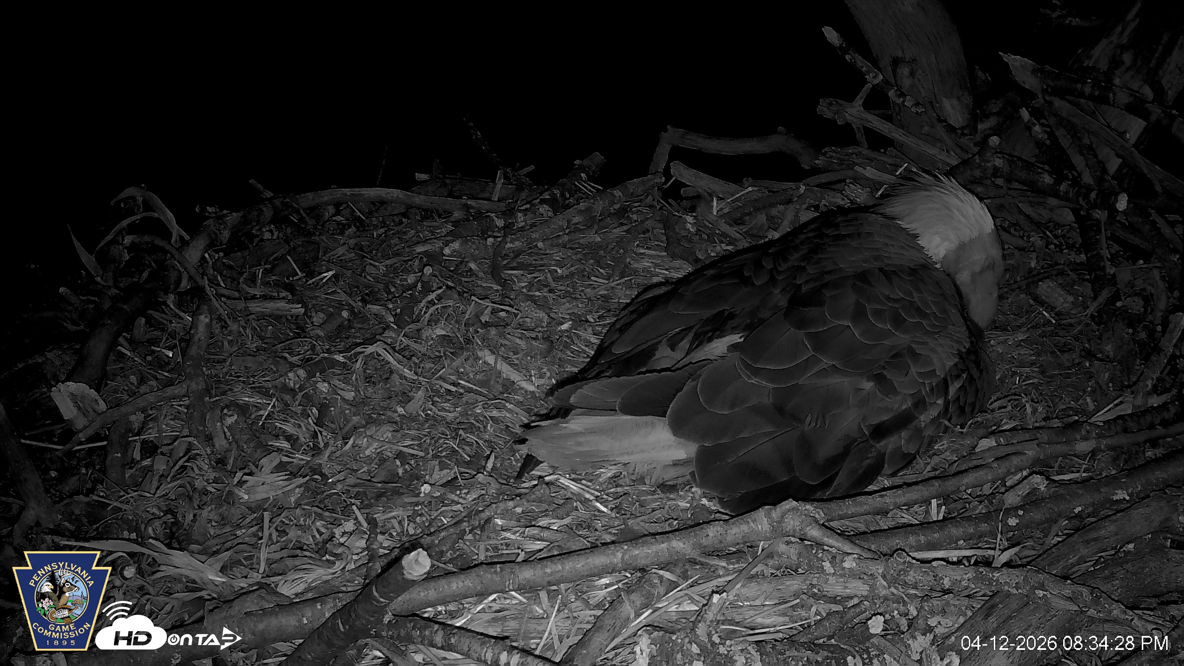 Snapshot of Hanover Eagles Live Cam taken Apr 12, 2026, 8:34pm EDT