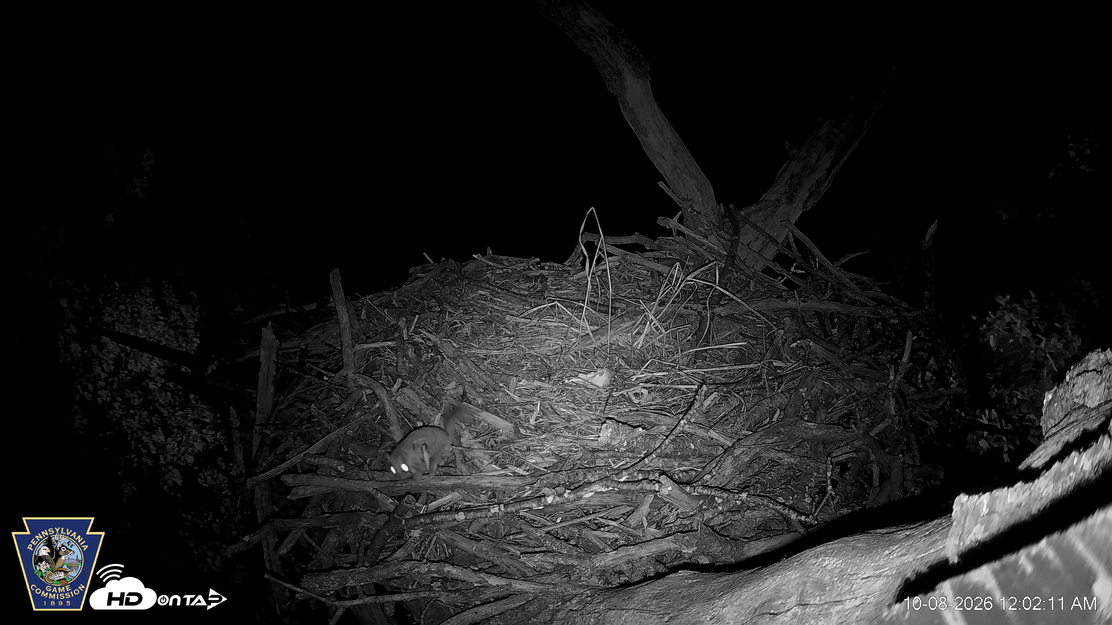 Snapshot of Hanover Eagles Live Cam taken Oct 8, 2026, 12:04am EDT