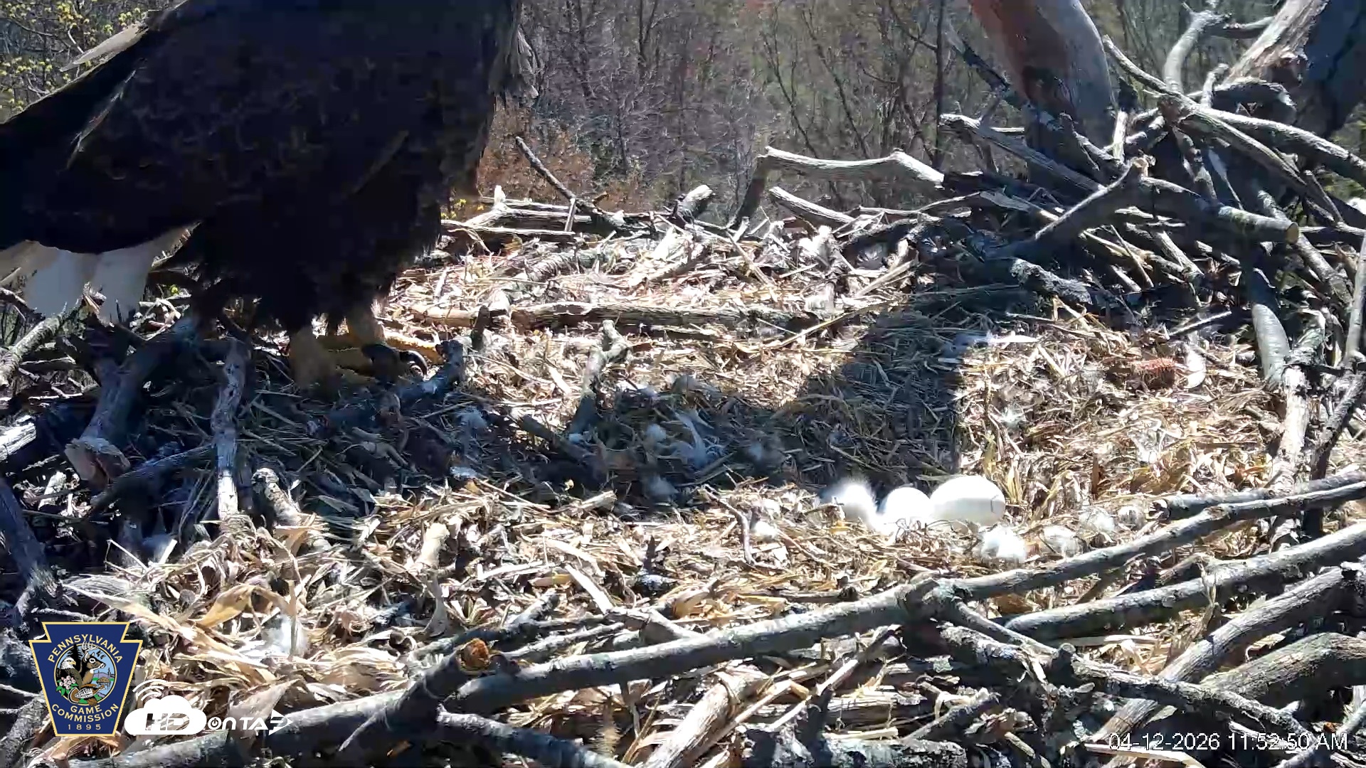 Snapshot of Hanover Eagles Live Cam taken Apr 12, 2026, 11:53am EDT