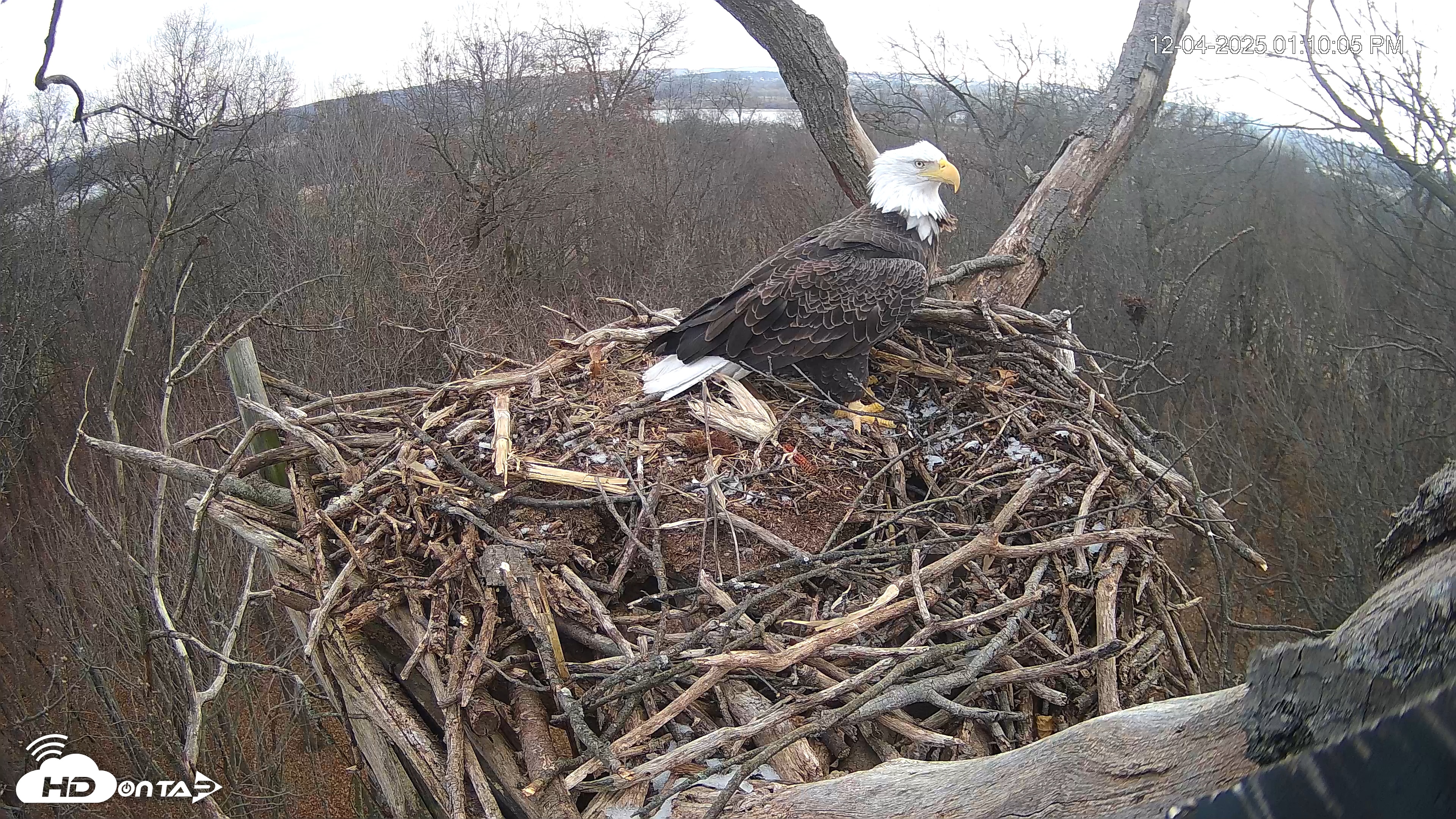 Snapshot of Hanover Eagles Live Cam taken Dec 4, 2025, 1:10pm EST