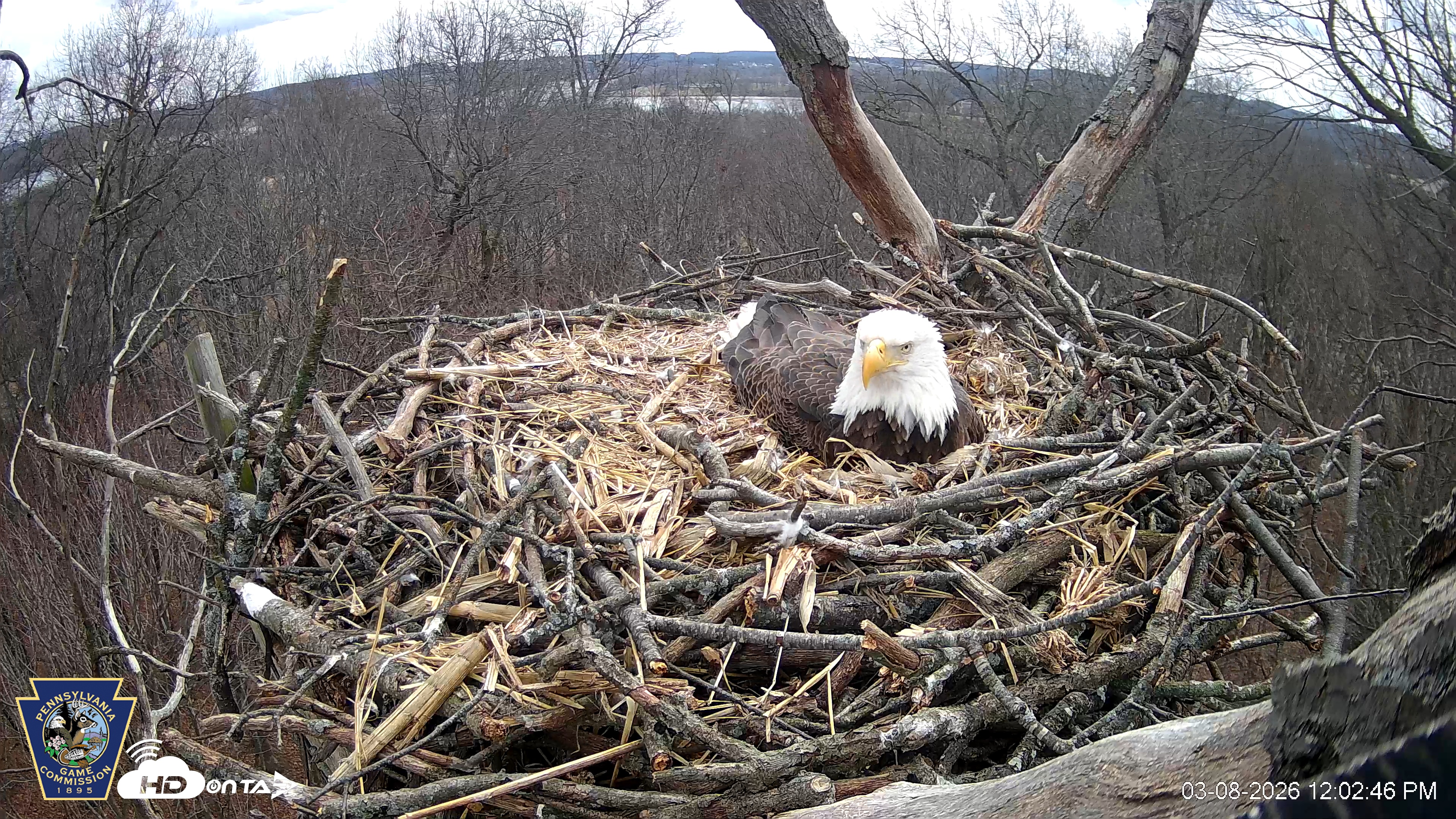 Snapshot of Hanover Eagles Live Cam taken Mar 8, 2026, 1:03pm EDT
