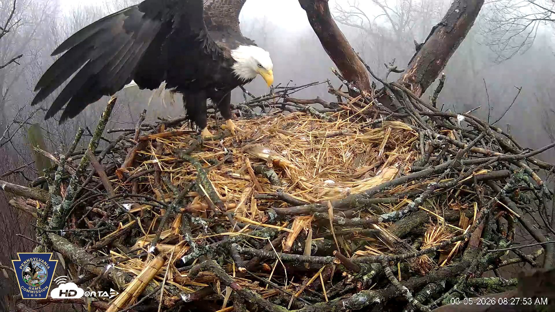 Snapshot of Hanover Eagles Live Cam taken Mar 5, 2026, 8:28am EST