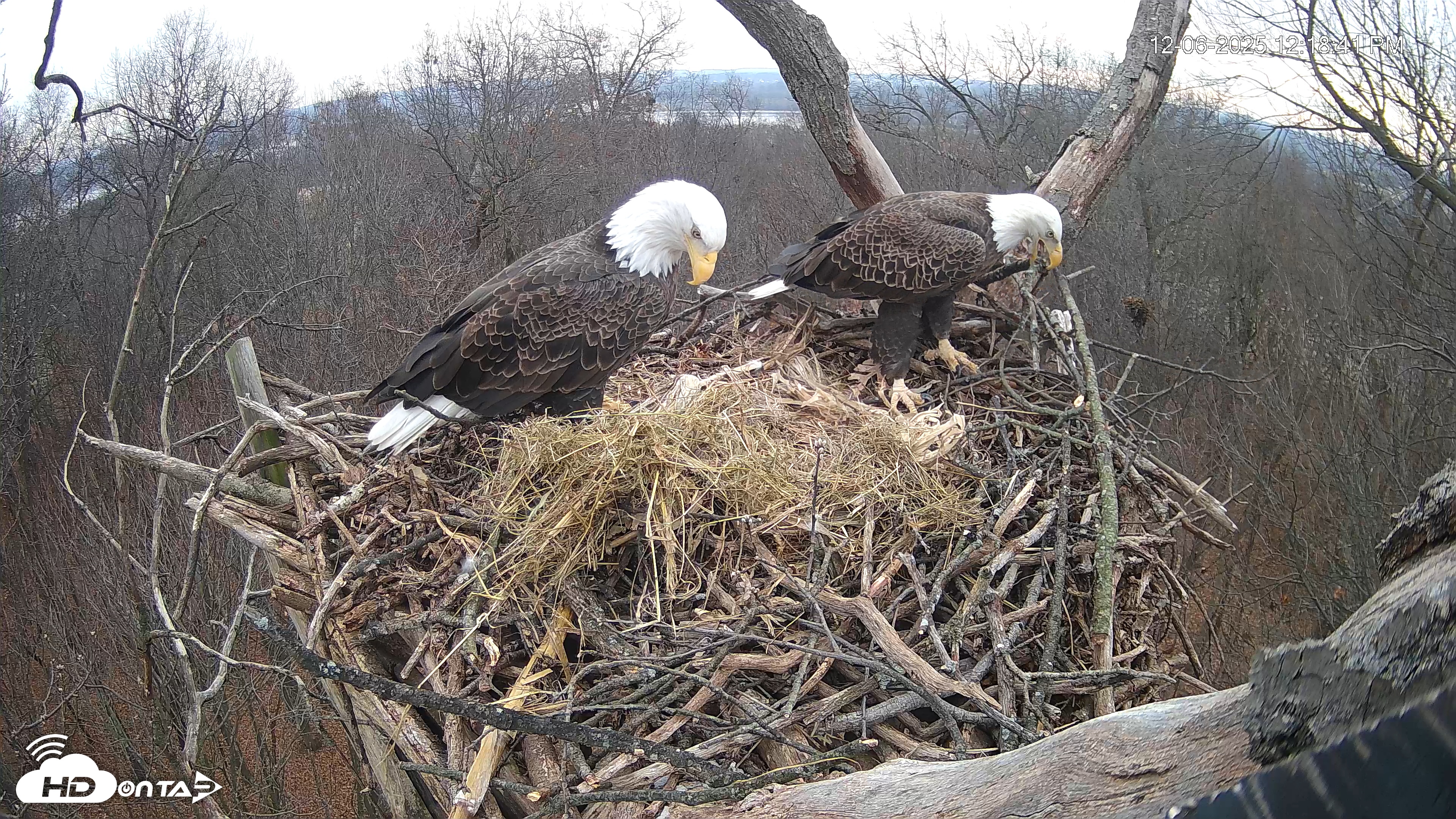 Snapshot of Hanover Eagles Live Cam taken Dec 6, 2025, 12:19pm EST
