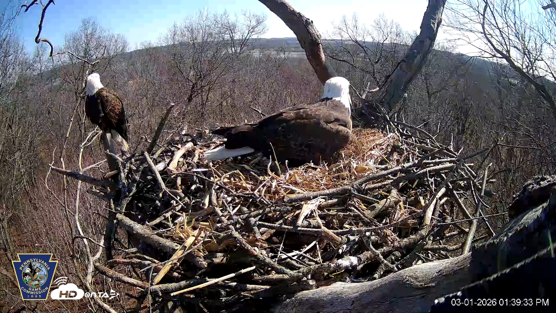 Snapshot of Hanover Eagles Live Cam taken Mar 1, 2026, 1:41pm EST