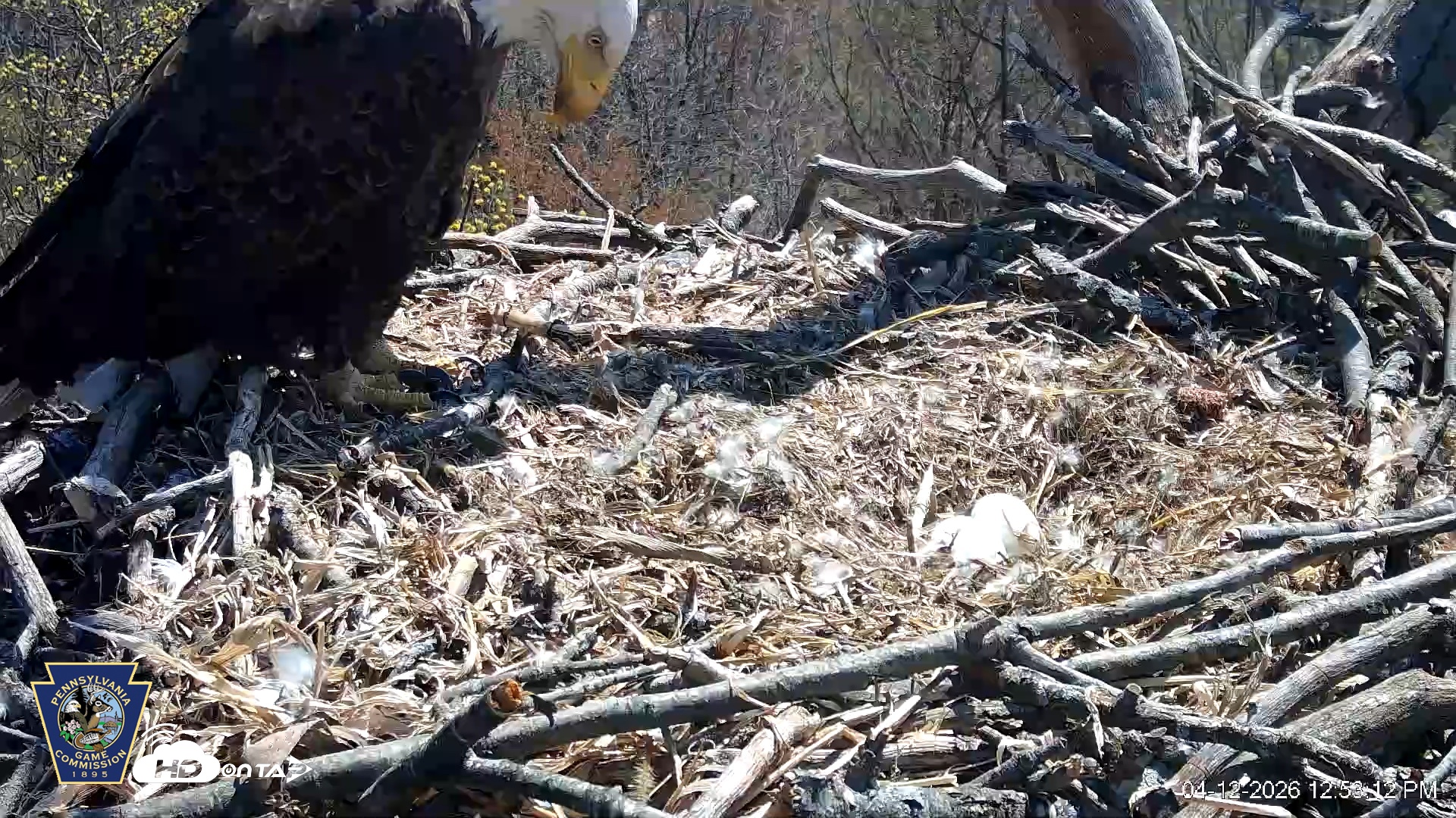 Snapshot of Hanover Eagles Live Cam taken Apr 12, 2026, 12:53pm EDT