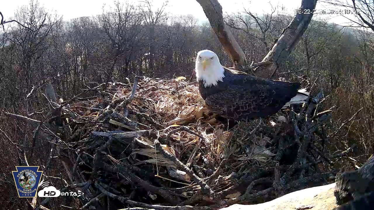 Snapshot of Hanover Eagles Live Cam taken Dec 22, 2025, 8:54am EST
