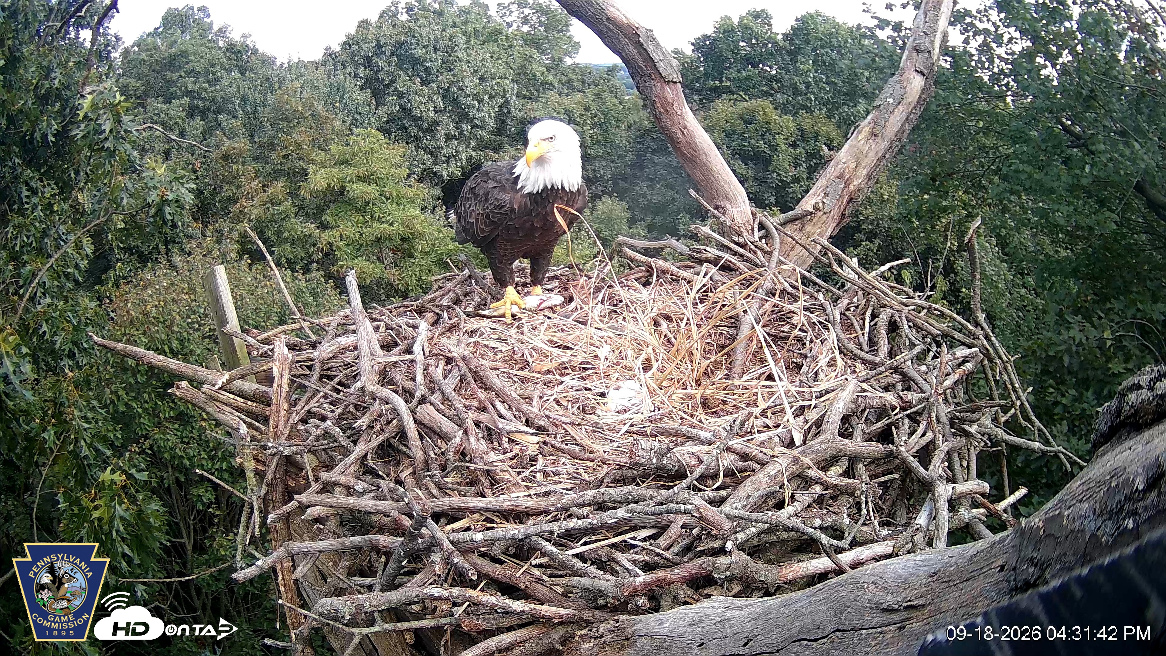 Snapshot of Hanover Eagles Live Cam taken Sep 18, 2026, 4:32pm EDT