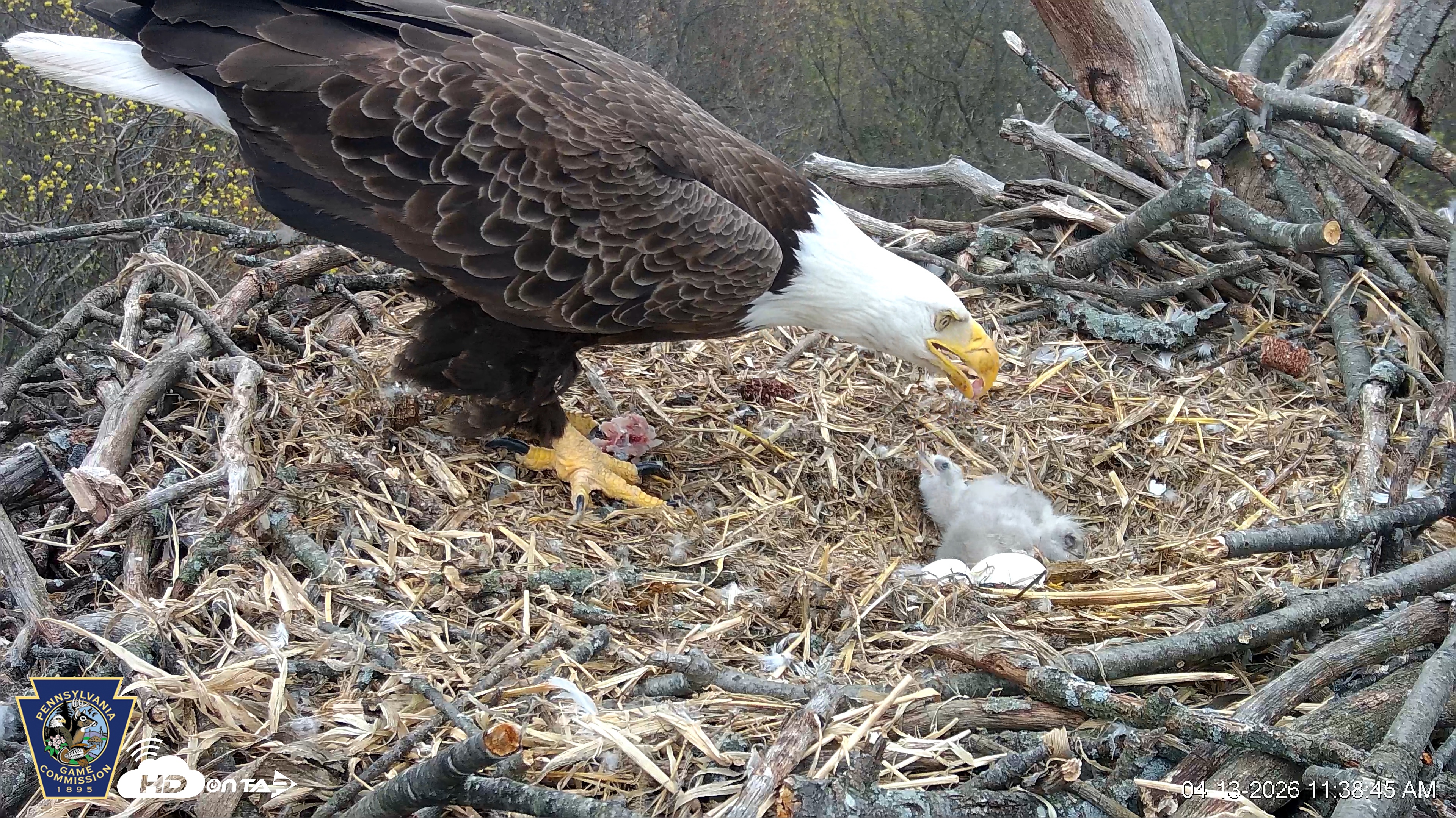 Snapshot of Hanover Eagles Live Cam taken Apr 13, 2026, 11:39am EDT