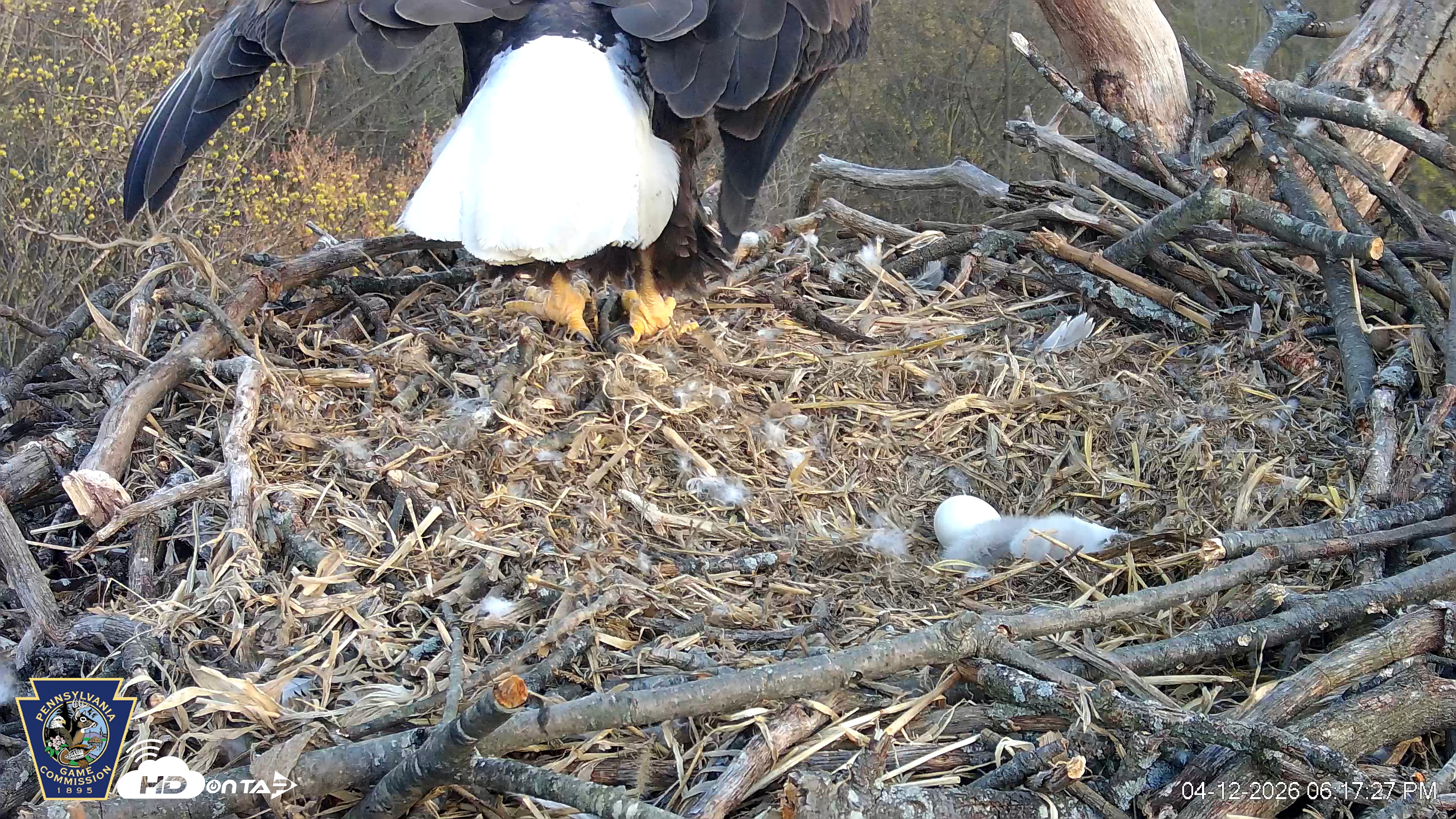 Snapshot of Hanover Eagles Live Cam taken Apr 12, 2026, 6:17pm EDT