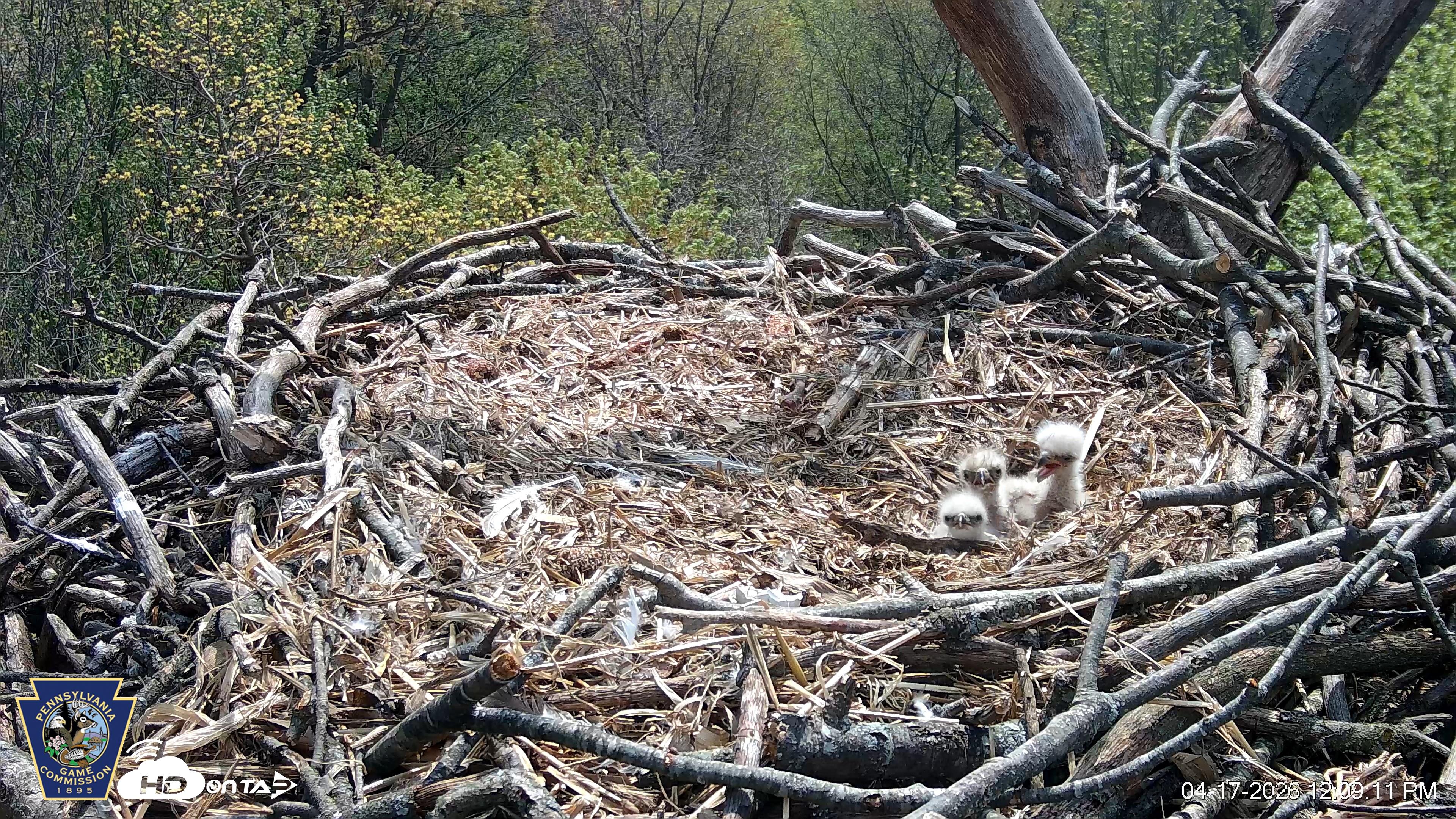 Snapshot of Hanover Eagles Live Cam taken Apr 17, 2026, 12:09pm EDT