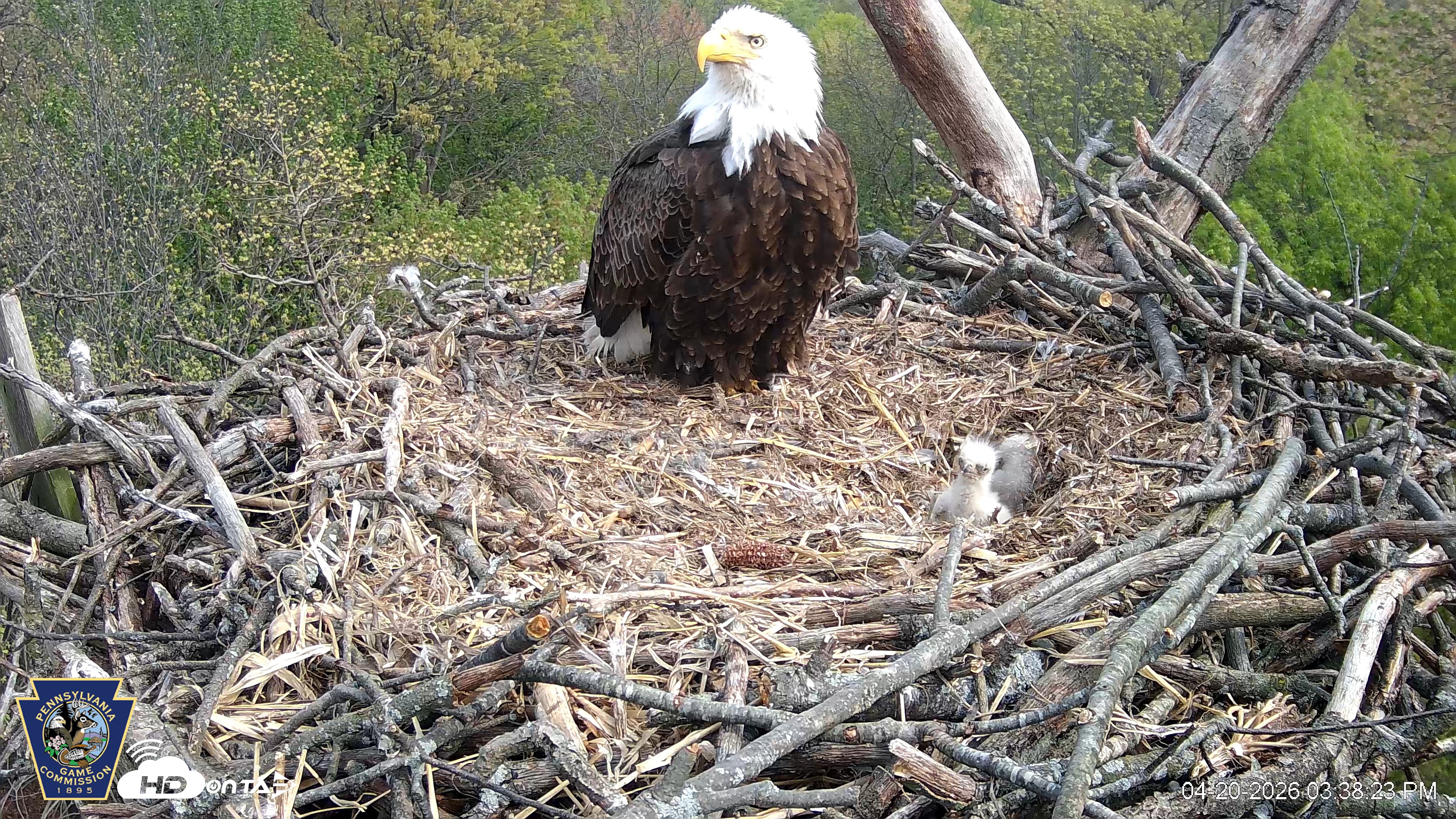 Snapshot of Hanover Eagles Live Cam taken Apr 20, 2026, 3:38pm EDT