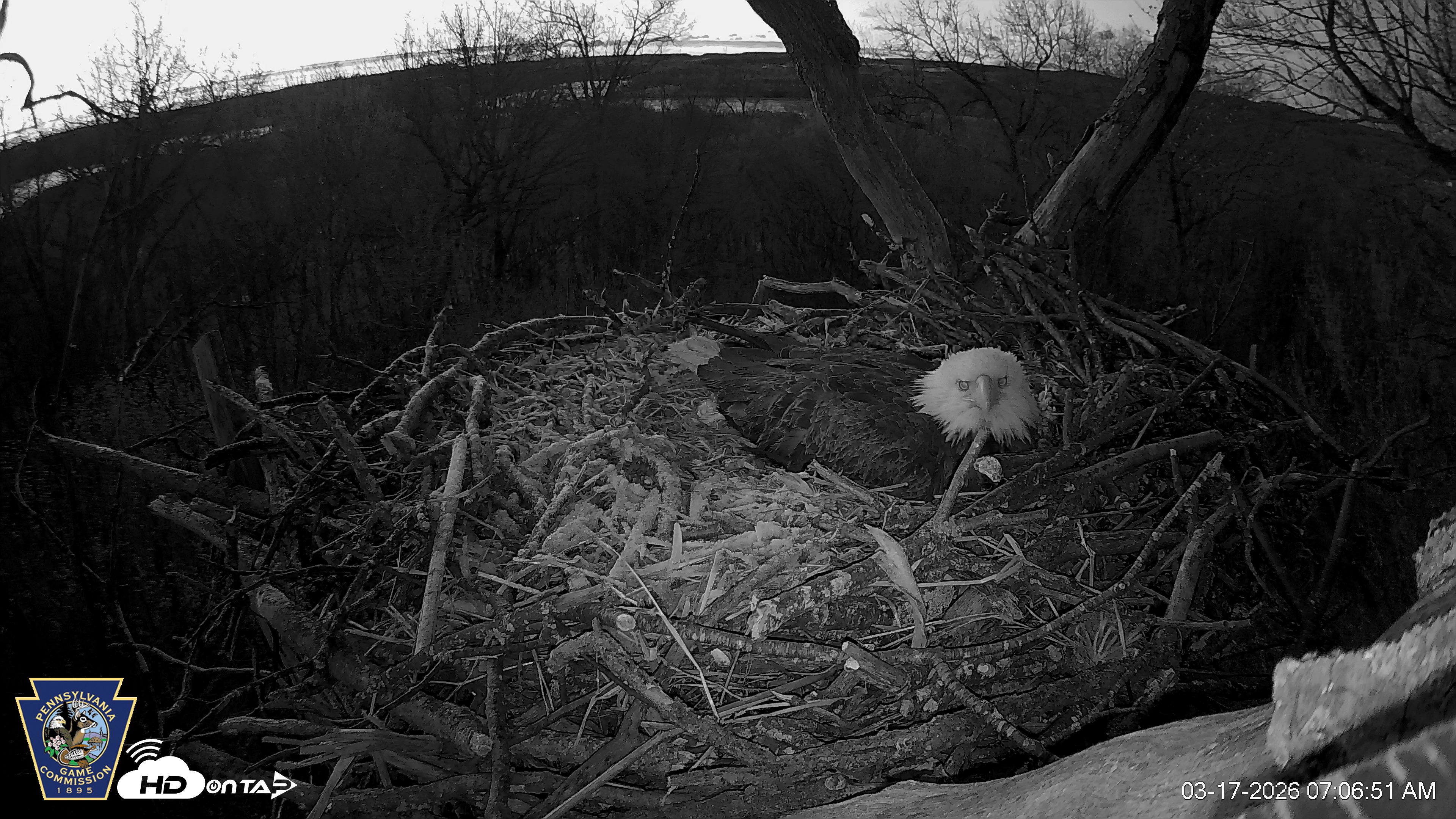 Snapshot of Hanover Eagles Live Cam taken Mar 17, 2026, 7:06am EDT