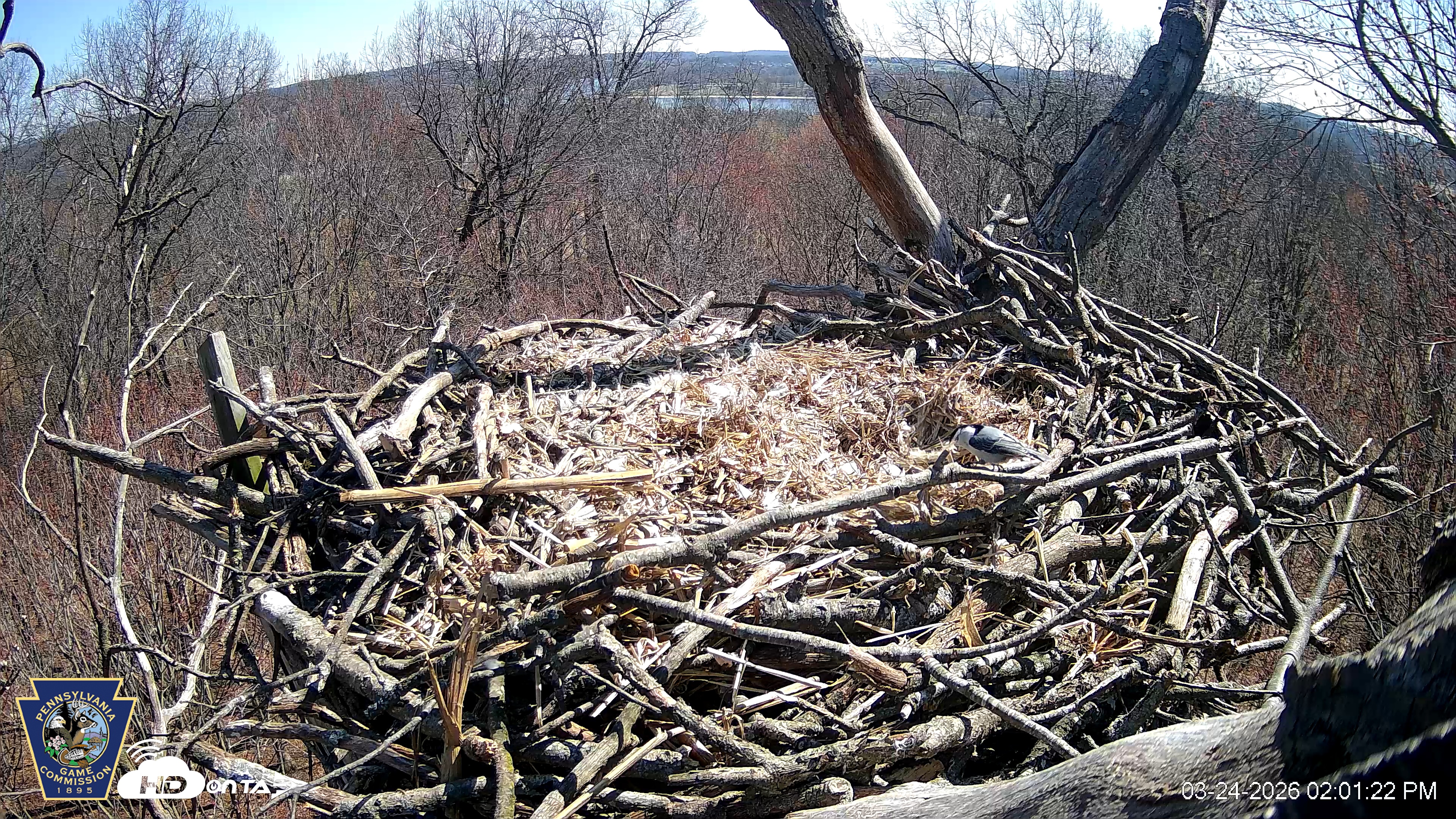Snapshot of Hanover Eagles Live Cam taken Mar 24, 2026, 2:01pm EDT