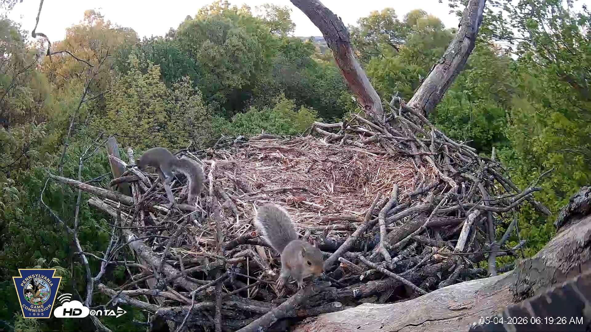Snapshot of Hanover Eagles Live Cam taken May 4, 2026, 6:19am EDT