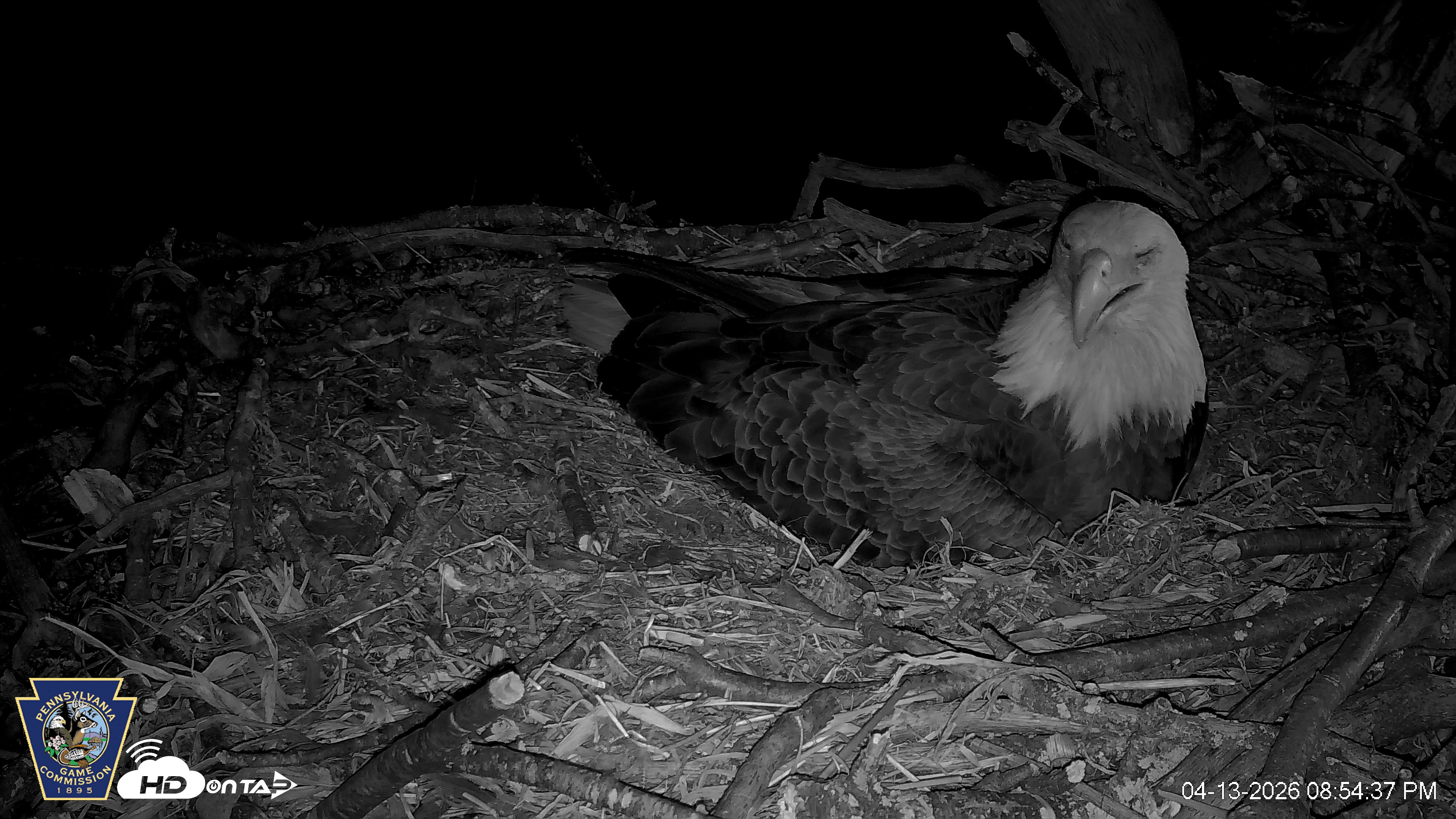 Snapshot of Hanover Eagles Live Cam taken Apr 13, 2026, 8:55pm EDT