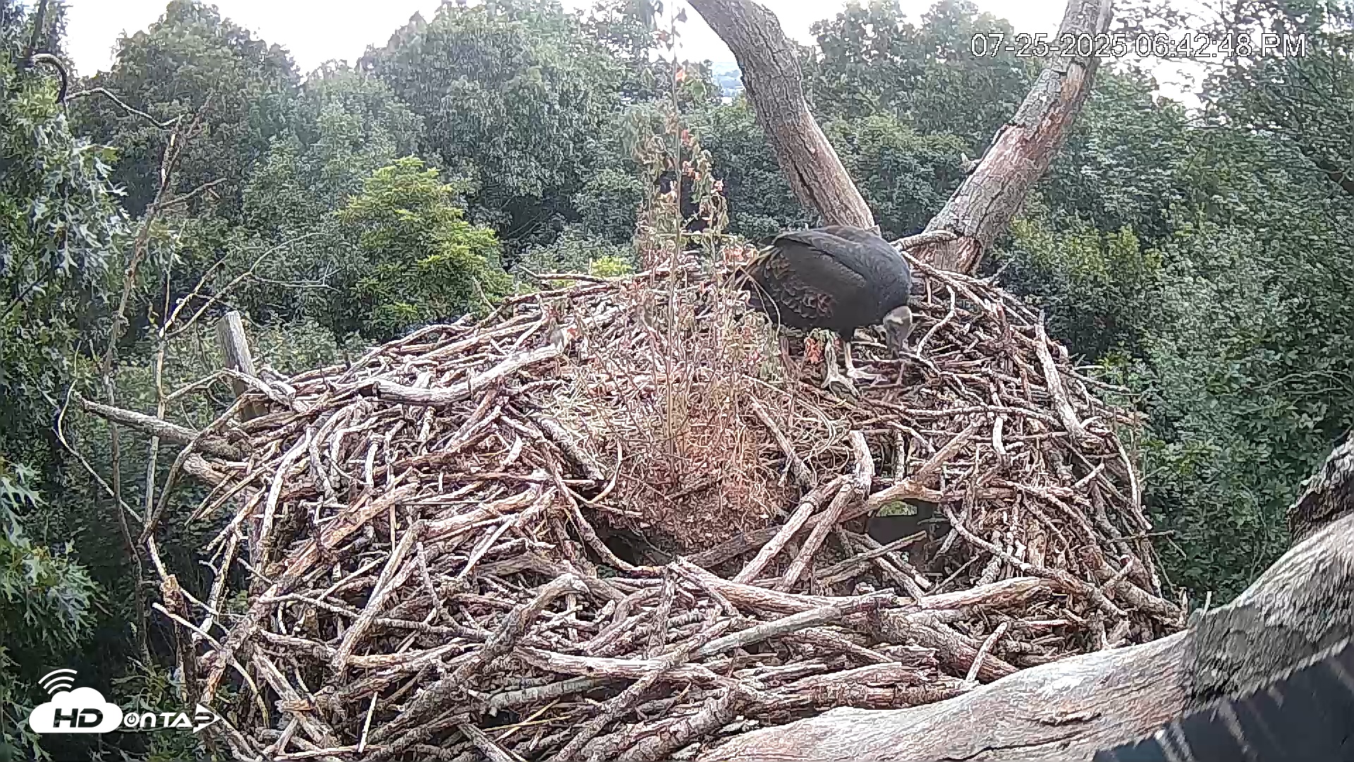 Snapshot of Hanover Eagles Live Cam taken Jul 25, 2025, 6:42pm EDT