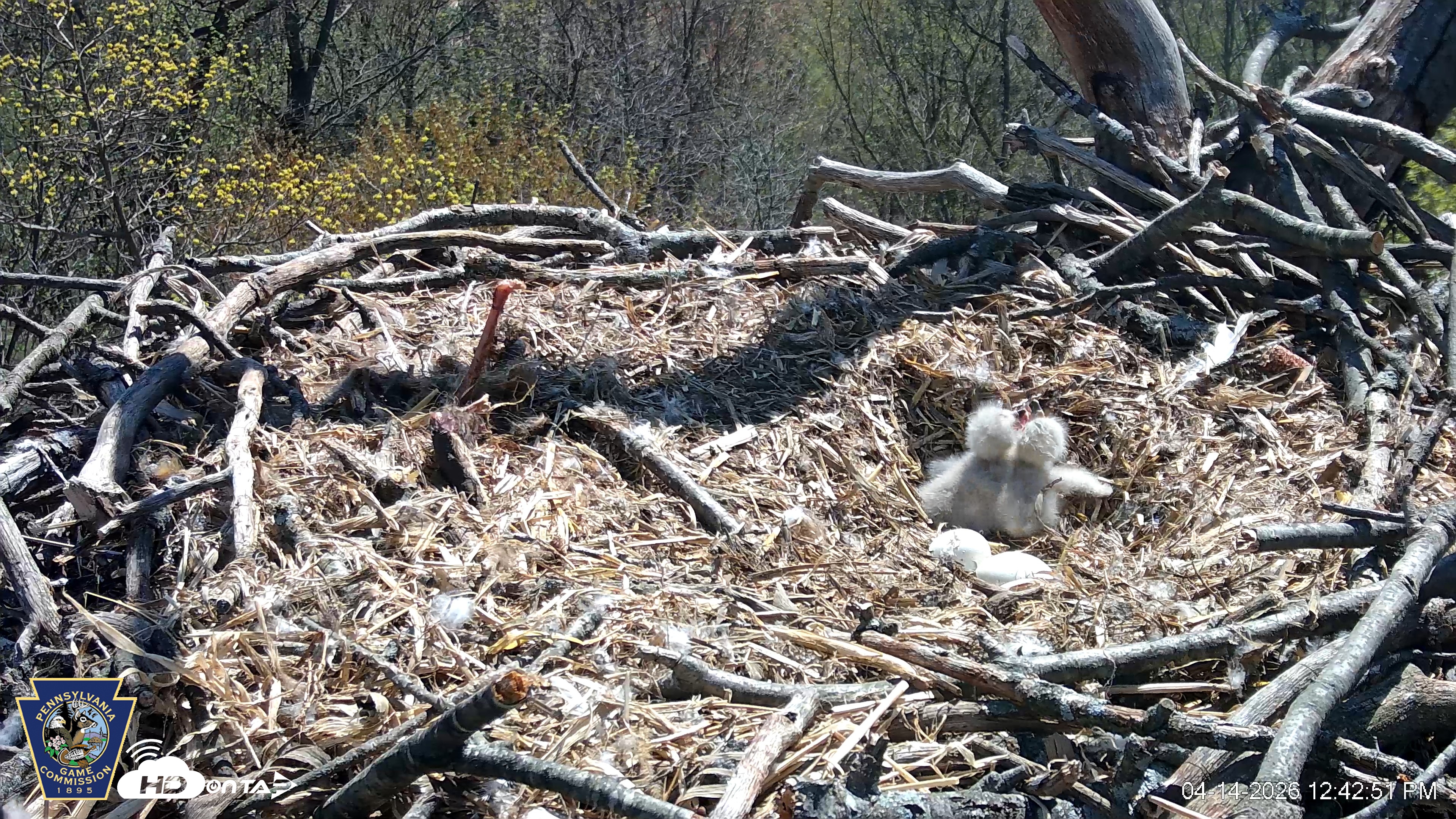 Snapshot of Hanover Eagles Live Cam taken Apr 14, 2026, 12:43pm EDT