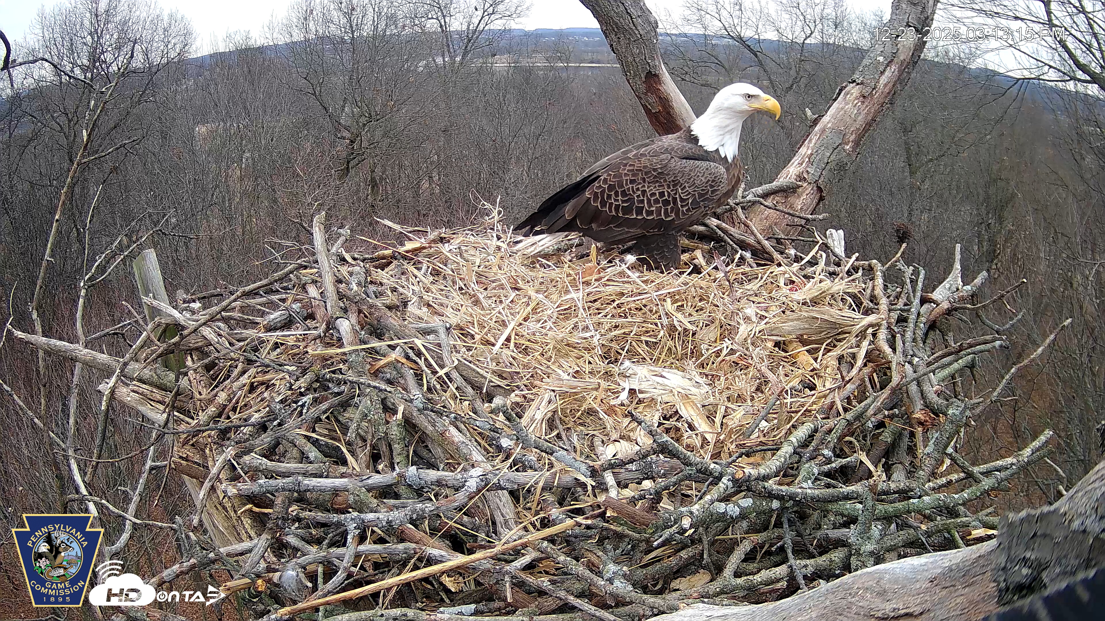 Snapshot of Hanover Eagles Live Cam taken Dec 23, 2025, 3:13pm EST
