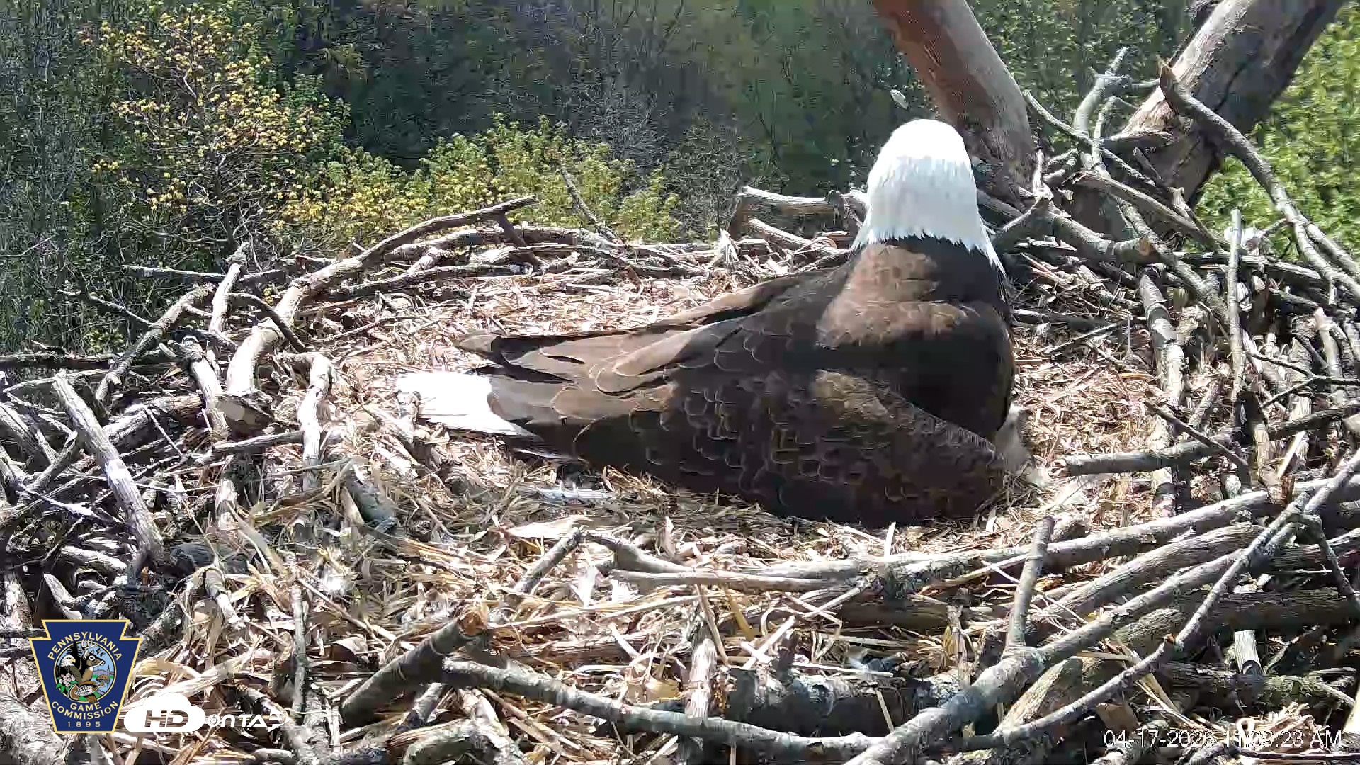 Snapshot of Hanover Eagles Live Cam taken Apr 17, 2026, 11:09am EDT