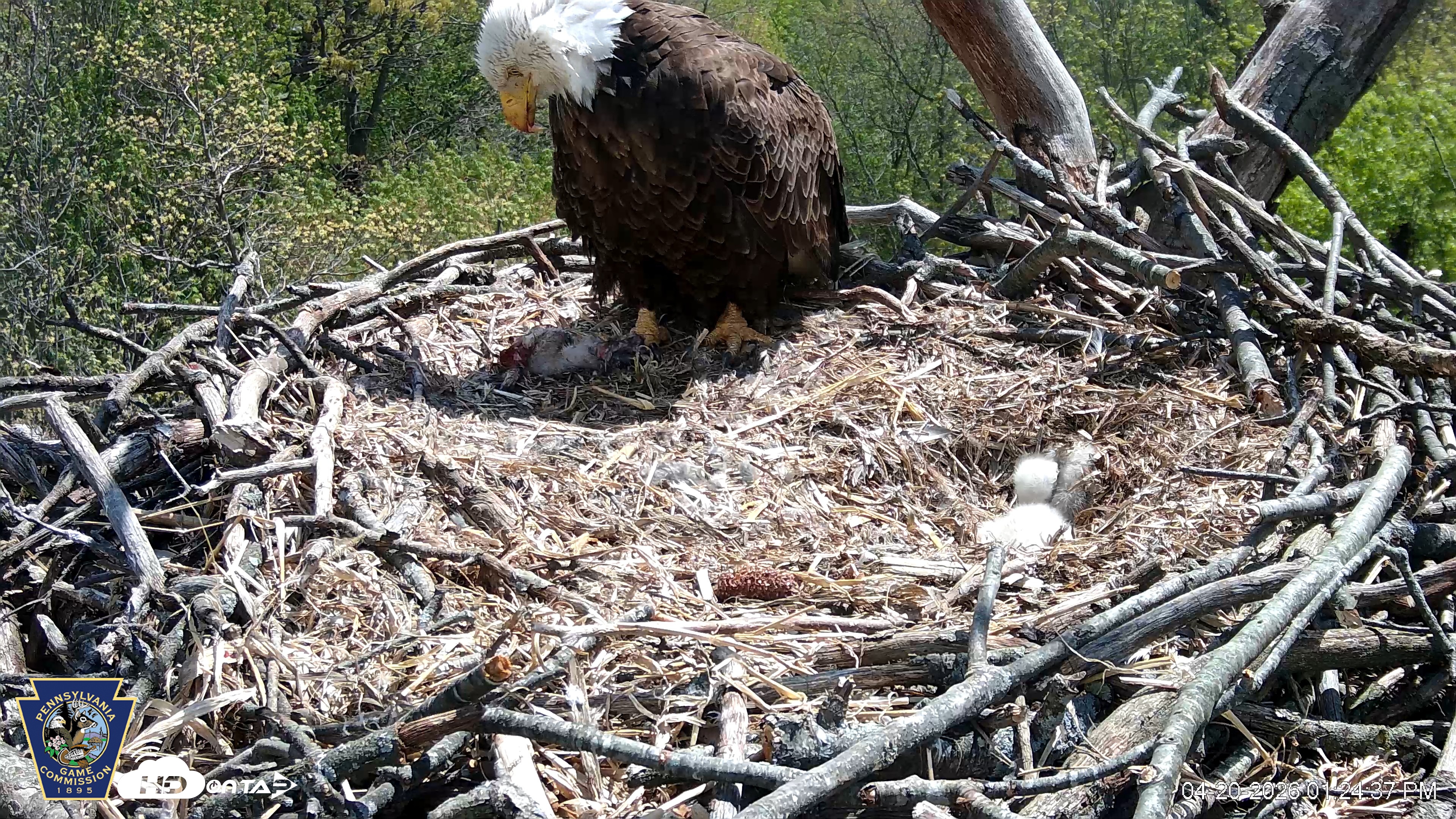 Snapshot of Hanover Eagles Live Cam taken Apr 20, 2026, 1:25pm EDT