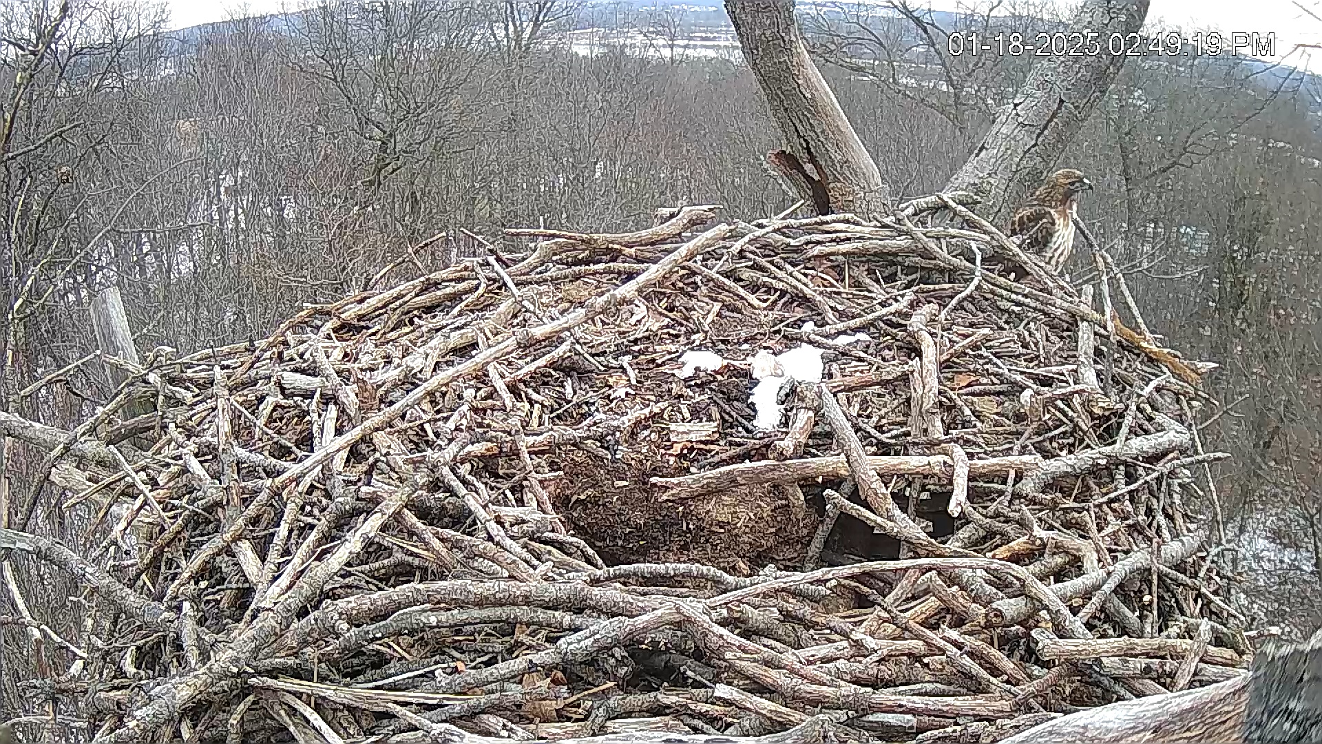Snapshot of Hanover Eagles Live Cam taken Jan 18, 2025, 2:49pm EST