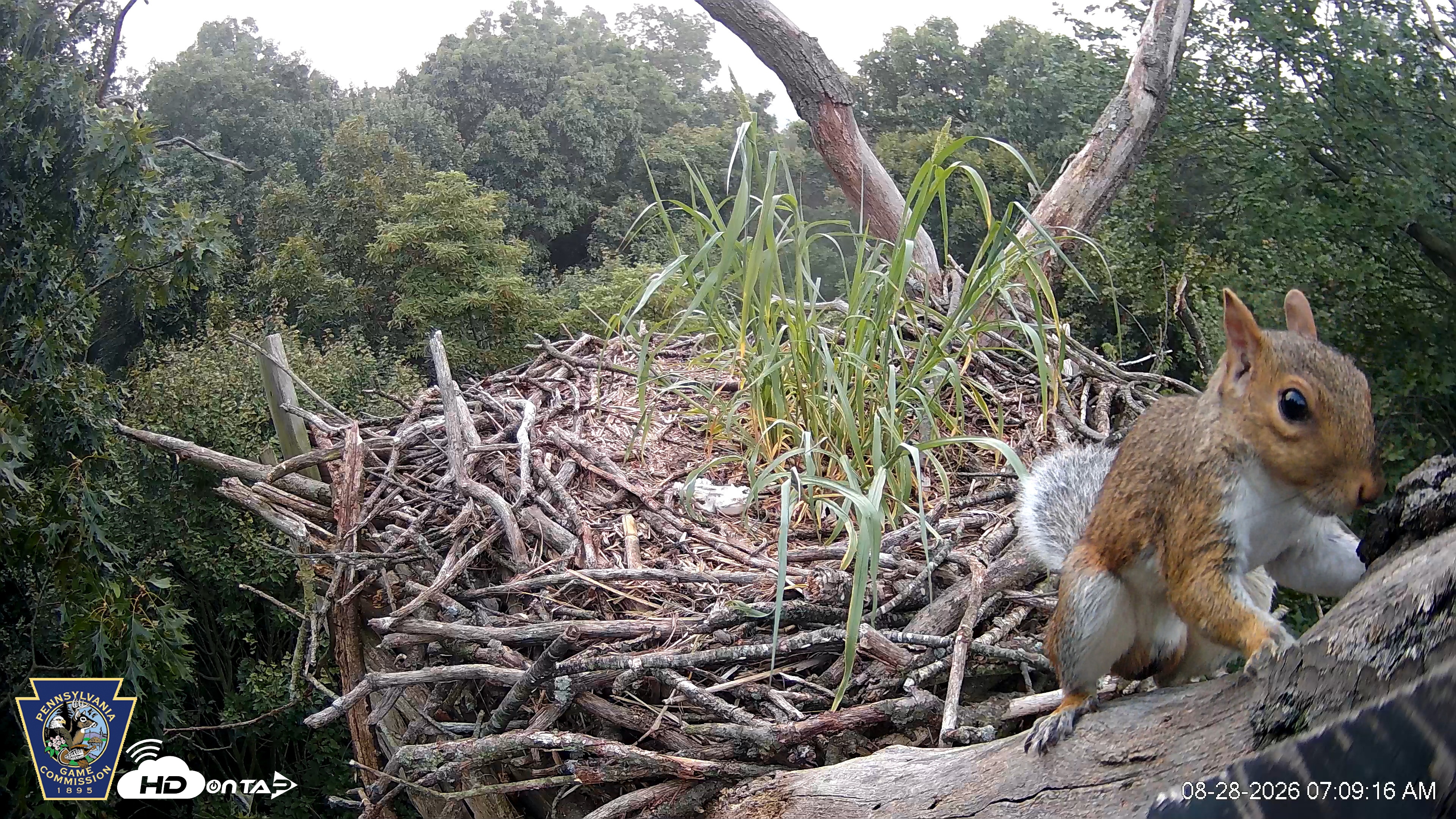 Snapshot of Hanover Eagles Live Cam taken Aug 28, 2026, 7:10am EDT