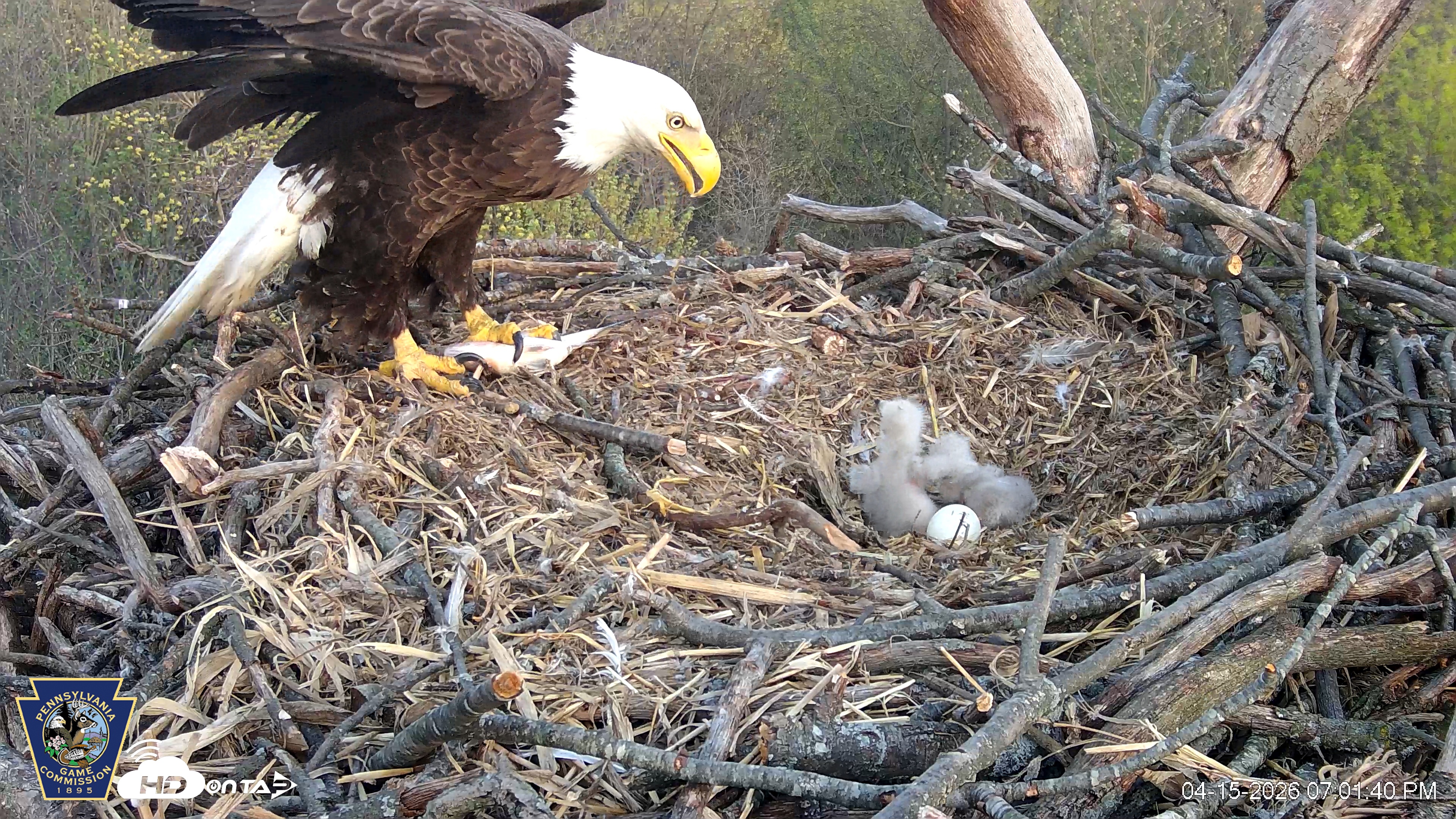 Snapshot of Hanover Eagles Live Cam taken Apr 15, 2026, 7:02pm EDT